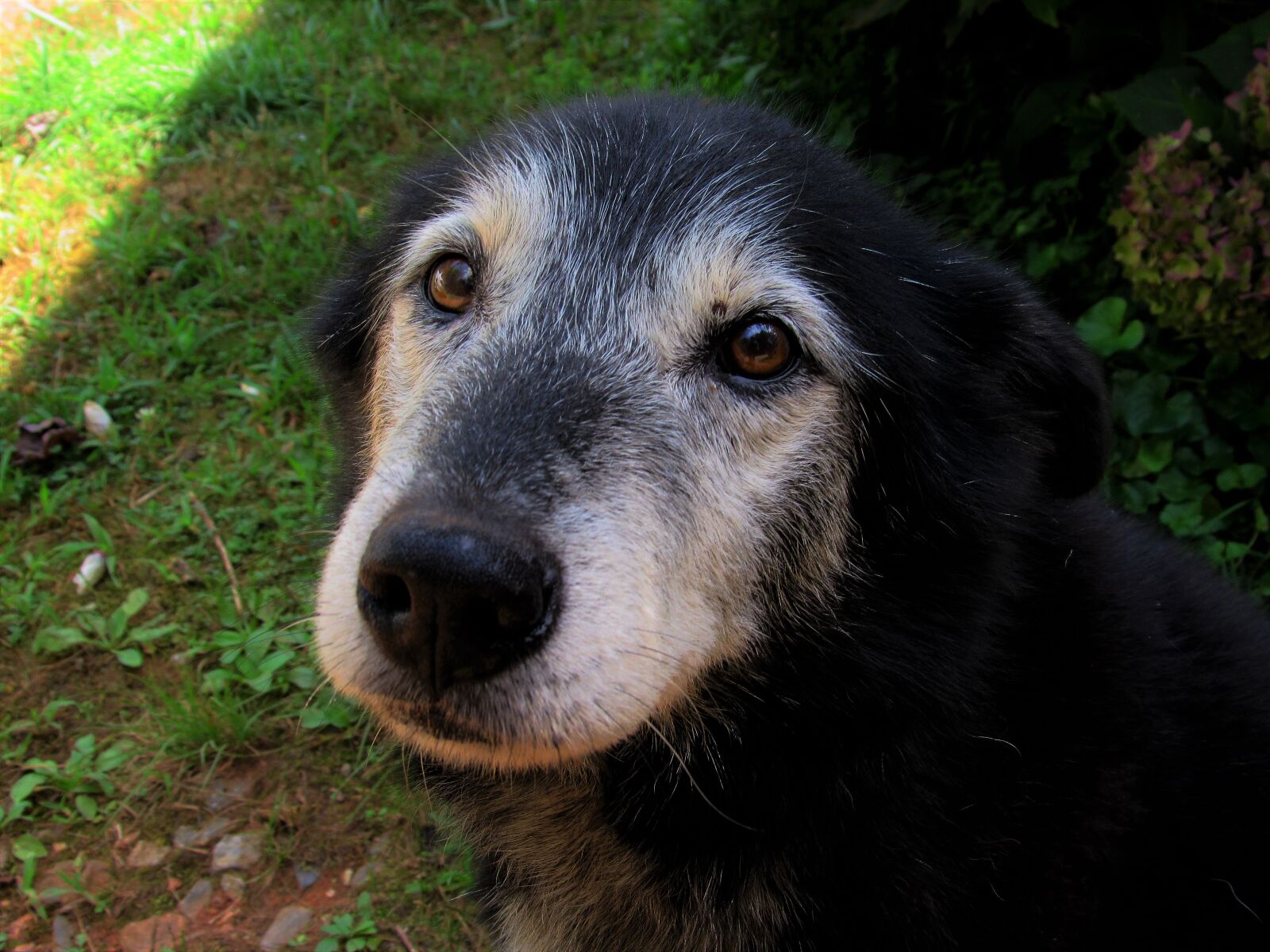 Canon PowerShot SX520 HS sample photo. Sweet, old, dog photography