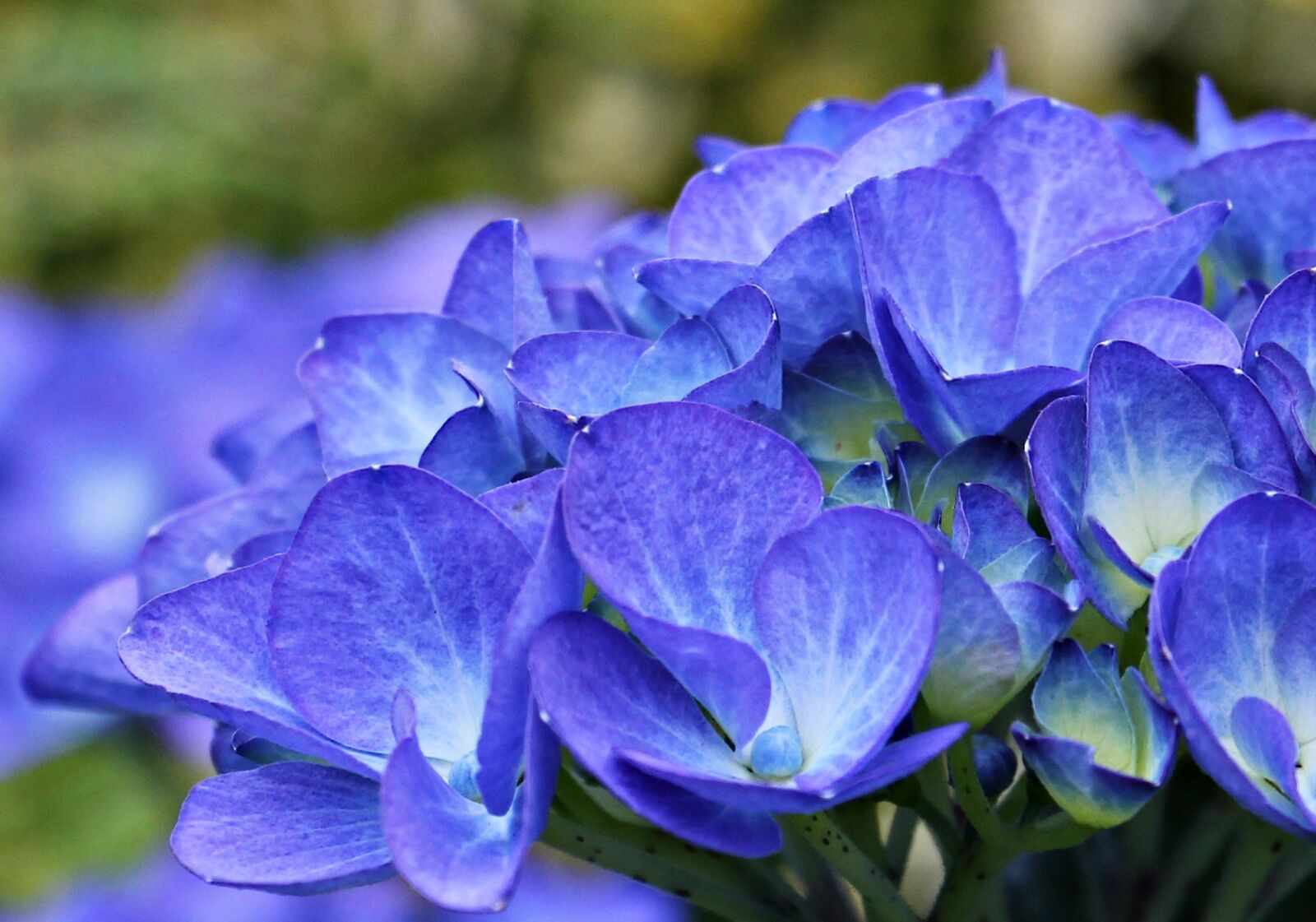 Canon EOS 550D (EOS Rebel T2i / EOS Kiss X4) sample photo. Hydrangea, flower, ornamental flower photography