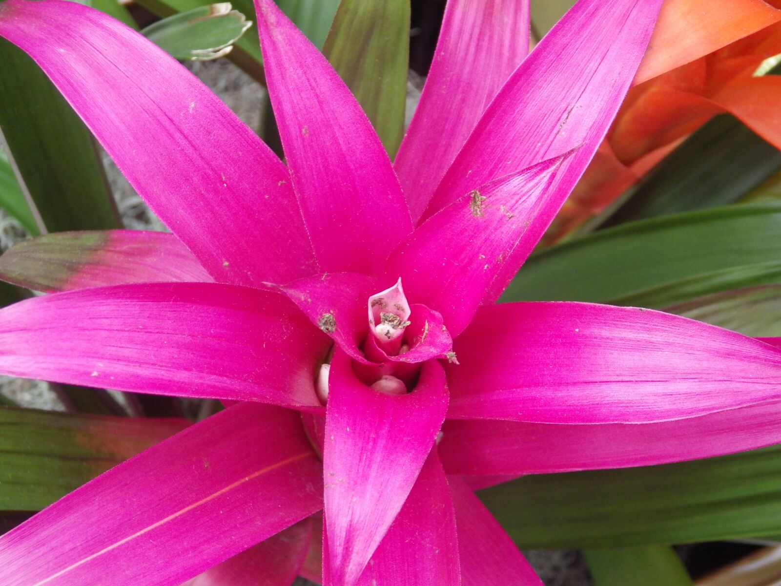 Pentax X-5 sample photo. Pink flower, close-up view photography