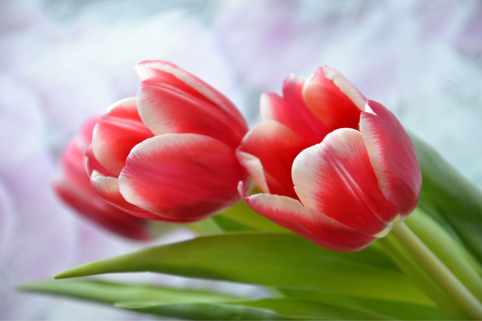 Nikon D3100 sample photo. Flowers, tulips, holiday photography