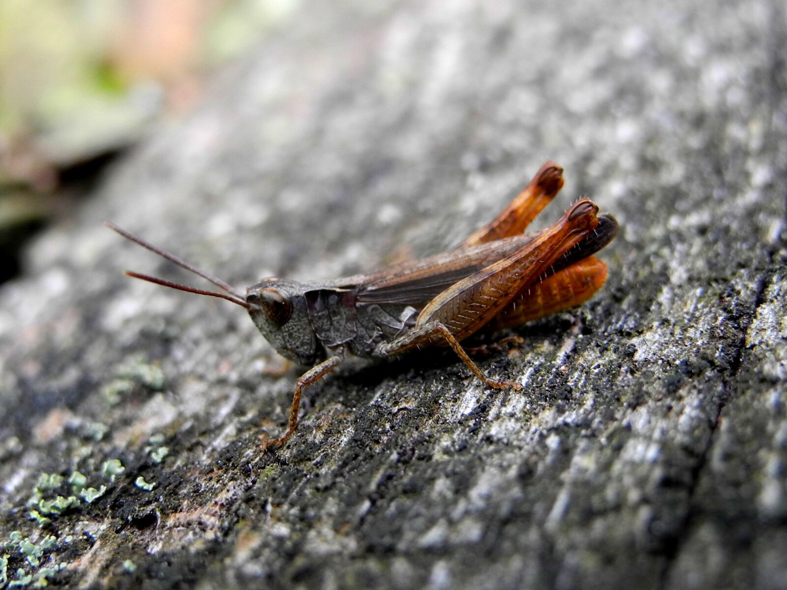 Nikon Coolpix P7000 sample photo. Grasshopper, insect, macro photography