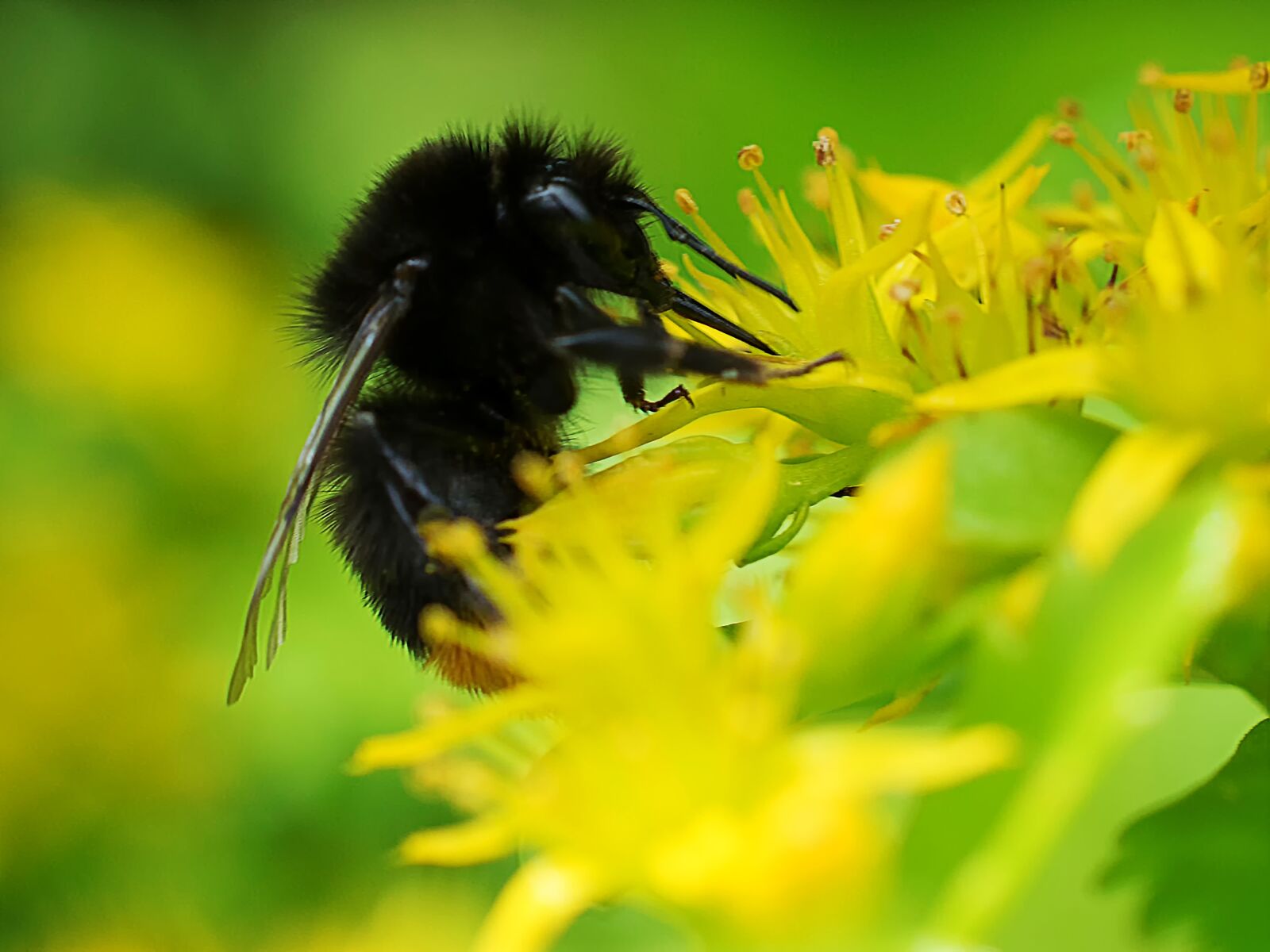 Nikon D3300 sample photo. Hummel, macro, close-up photography photography