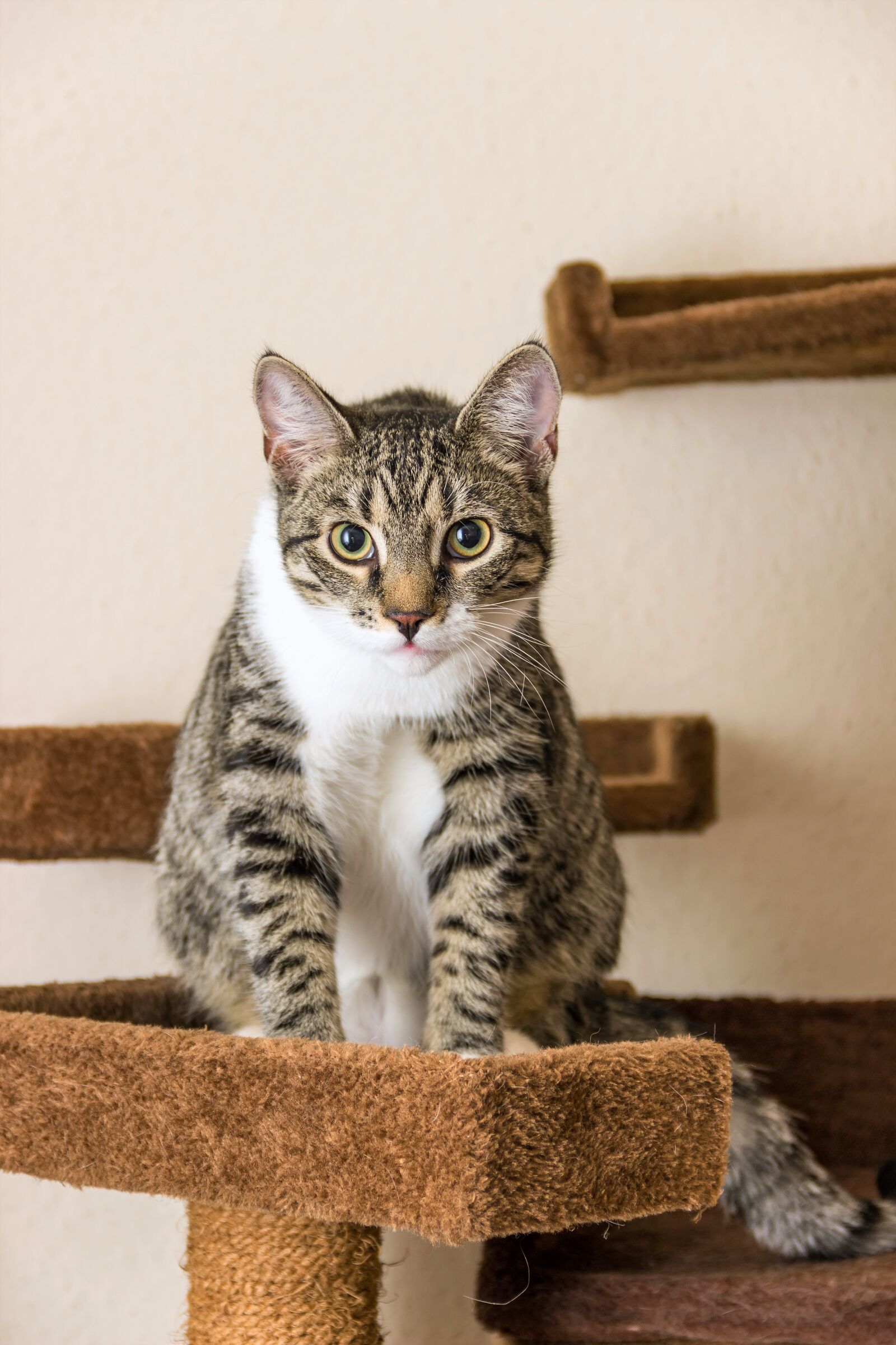 Canon EF-S 18-135mm F3.5-5.6 IS sample photo. Cat, european shorthair, race photography