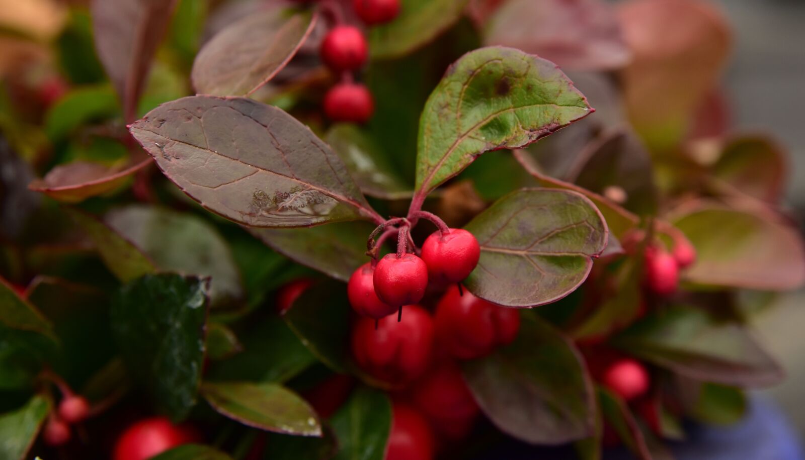 Nikon D750 sample photo. Berries, red, small photography