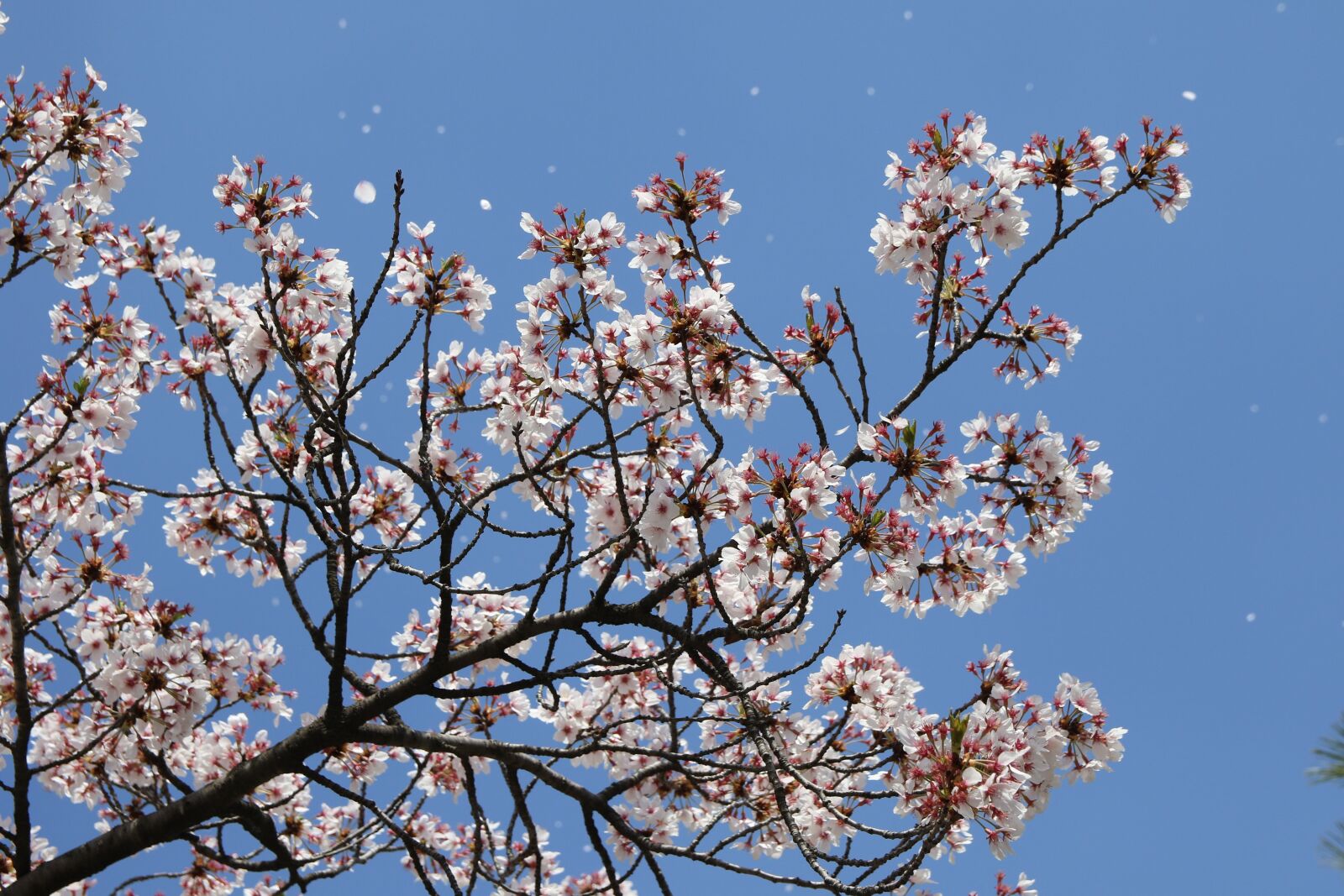 Canon EOS 7D Mark II sample photo. Cherry blossom, april, spring photography