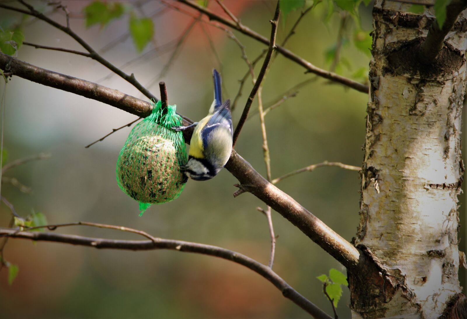 Tamron SP 150-600mm F5-6.3 Di VC USD sample photo. Blue tit, tit, songbird photography