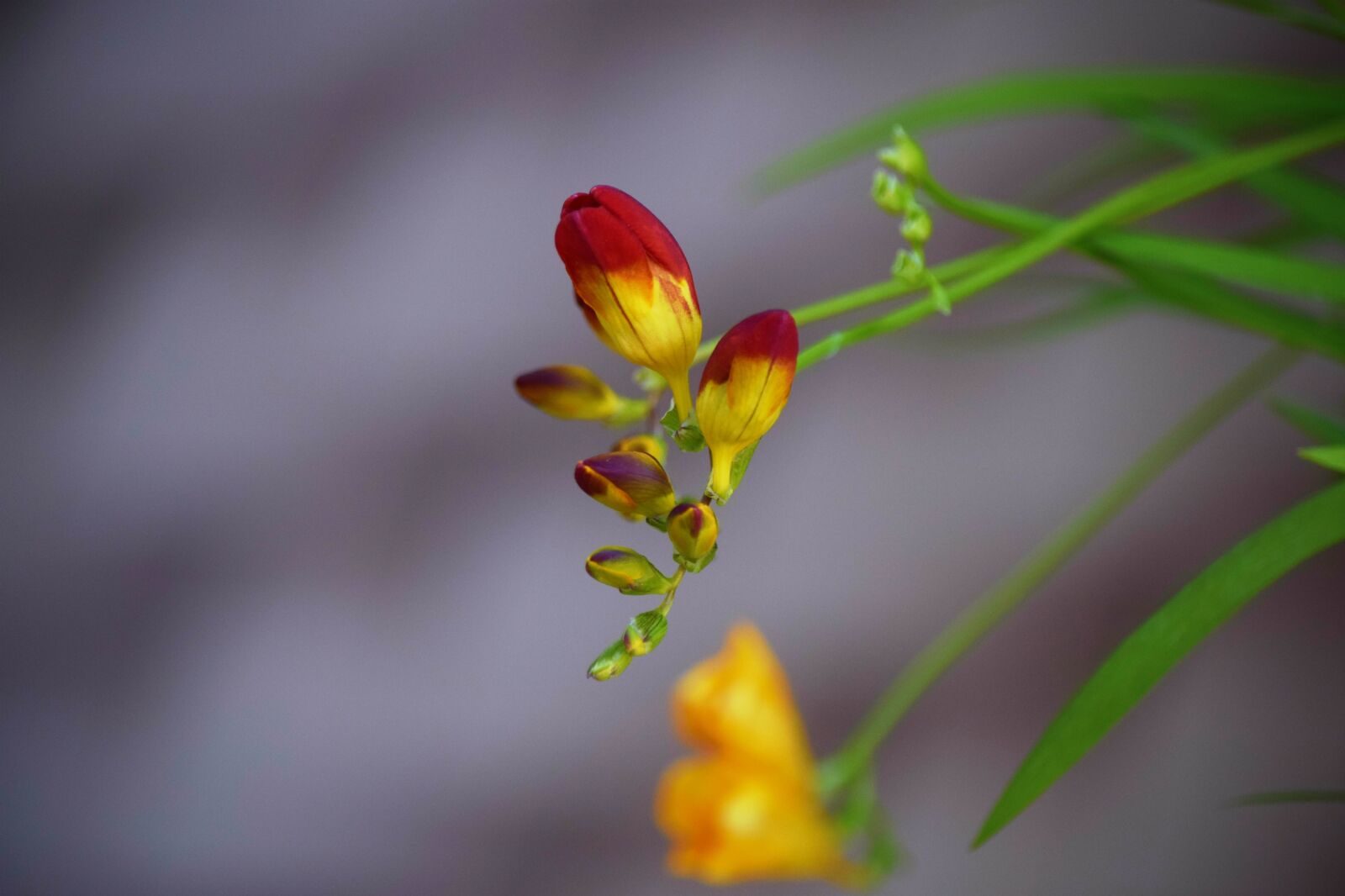 Nikon D5300 sample photo. Nature, flower, leaf photography