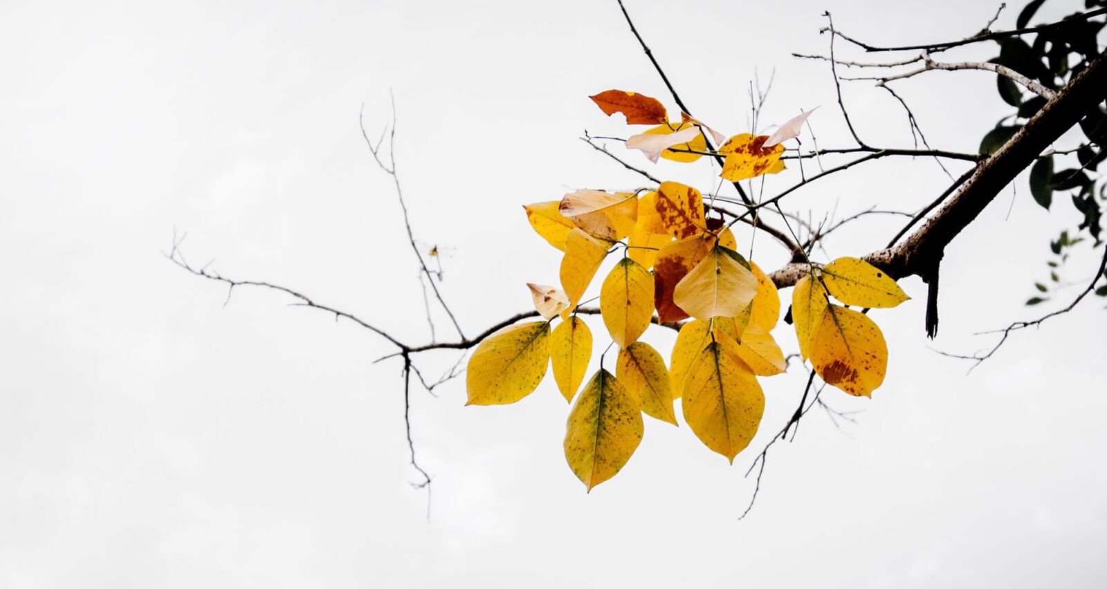 Canon EOS 750D (EOS Rebel T6i / EOS Kiss X8i) sample photo. Leaves, fall, yellow photography