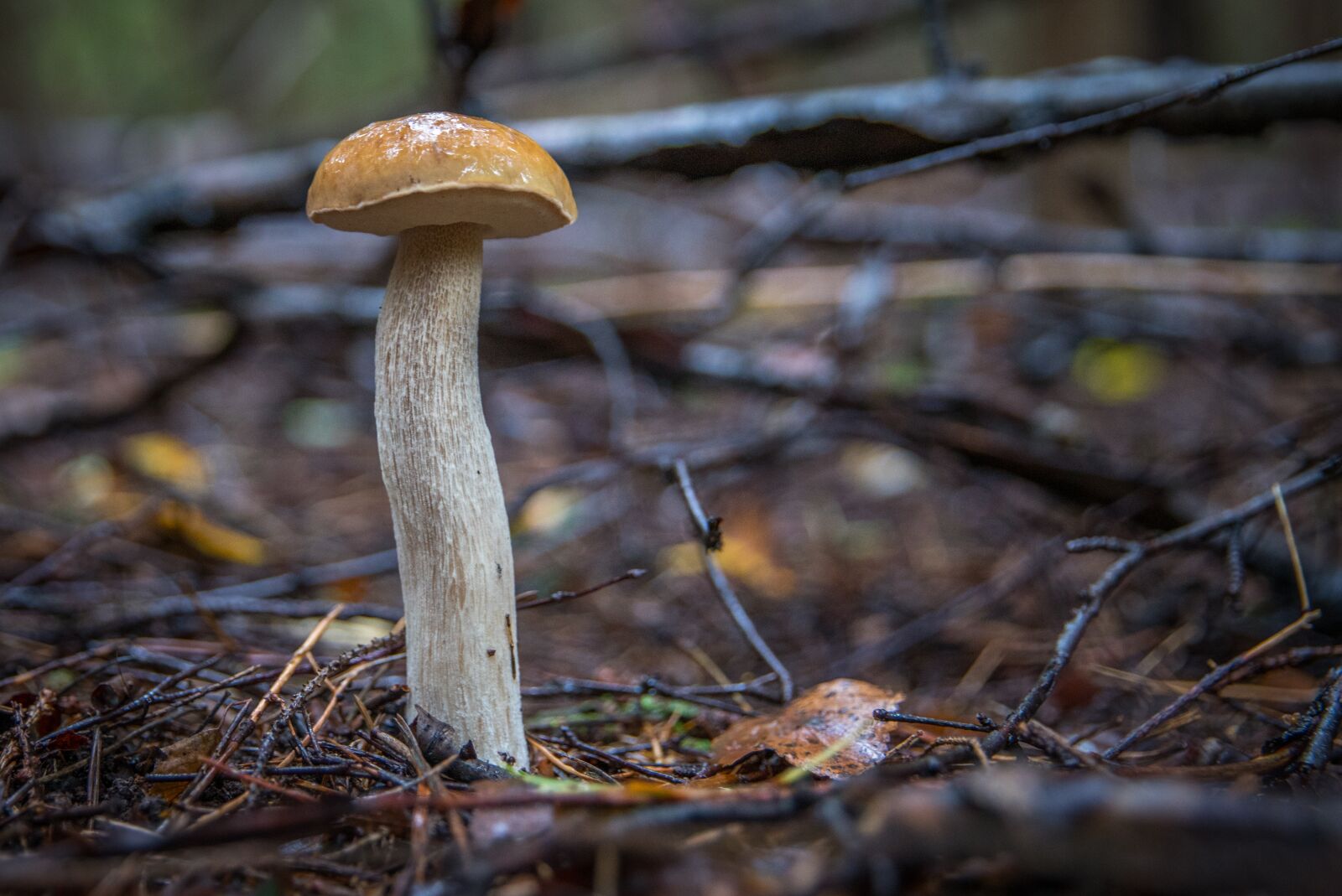 Sony a7R II + Canon EF 24-70mm F2.8L II USM sample photo. White mushroom, mushroom, autumn photography