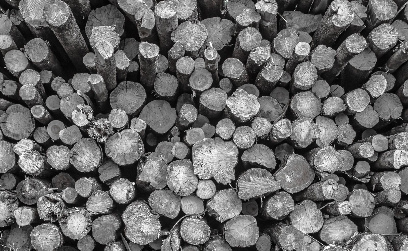 Nikon D5000 sample photo. Logs, logging, forestry photography