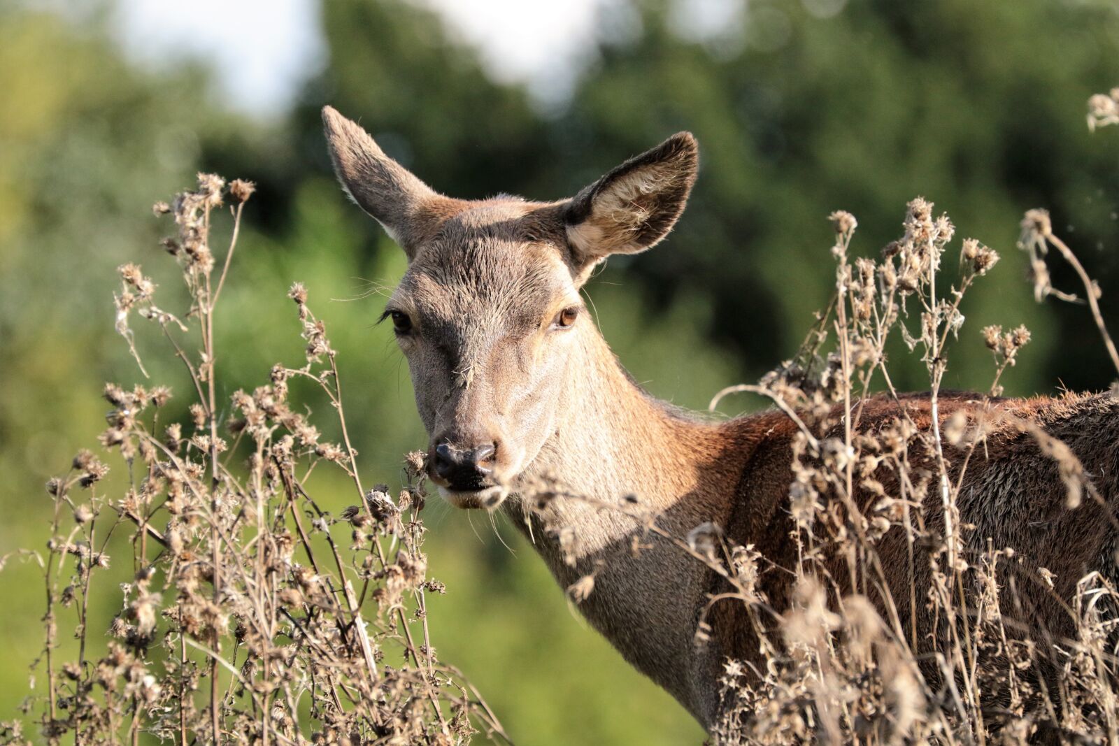 Canon EOS 7D Mark II + Canon EF 70-300mm F4-5.6L IS USM sample photo. Deer, doe, animal photography