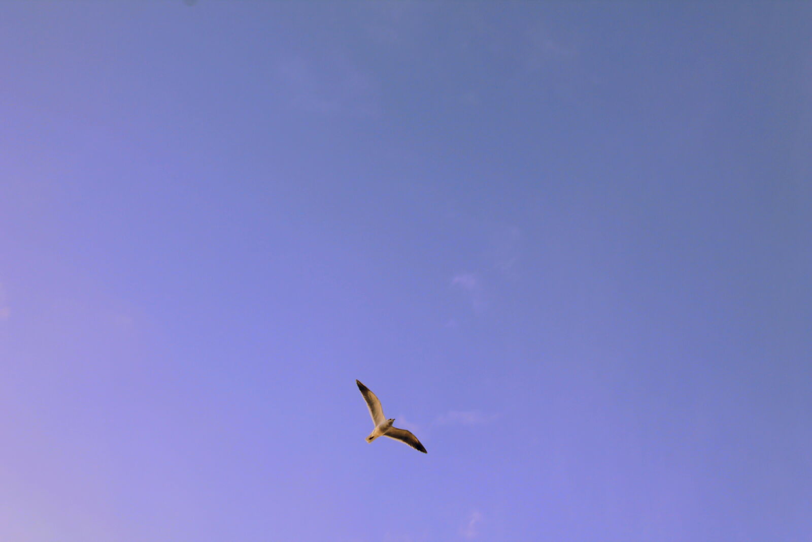 Canon EOS 1100D (EOS Rebel T3 / EOS Kiss X50) sample photo. Sky, bird, flying, fly photography