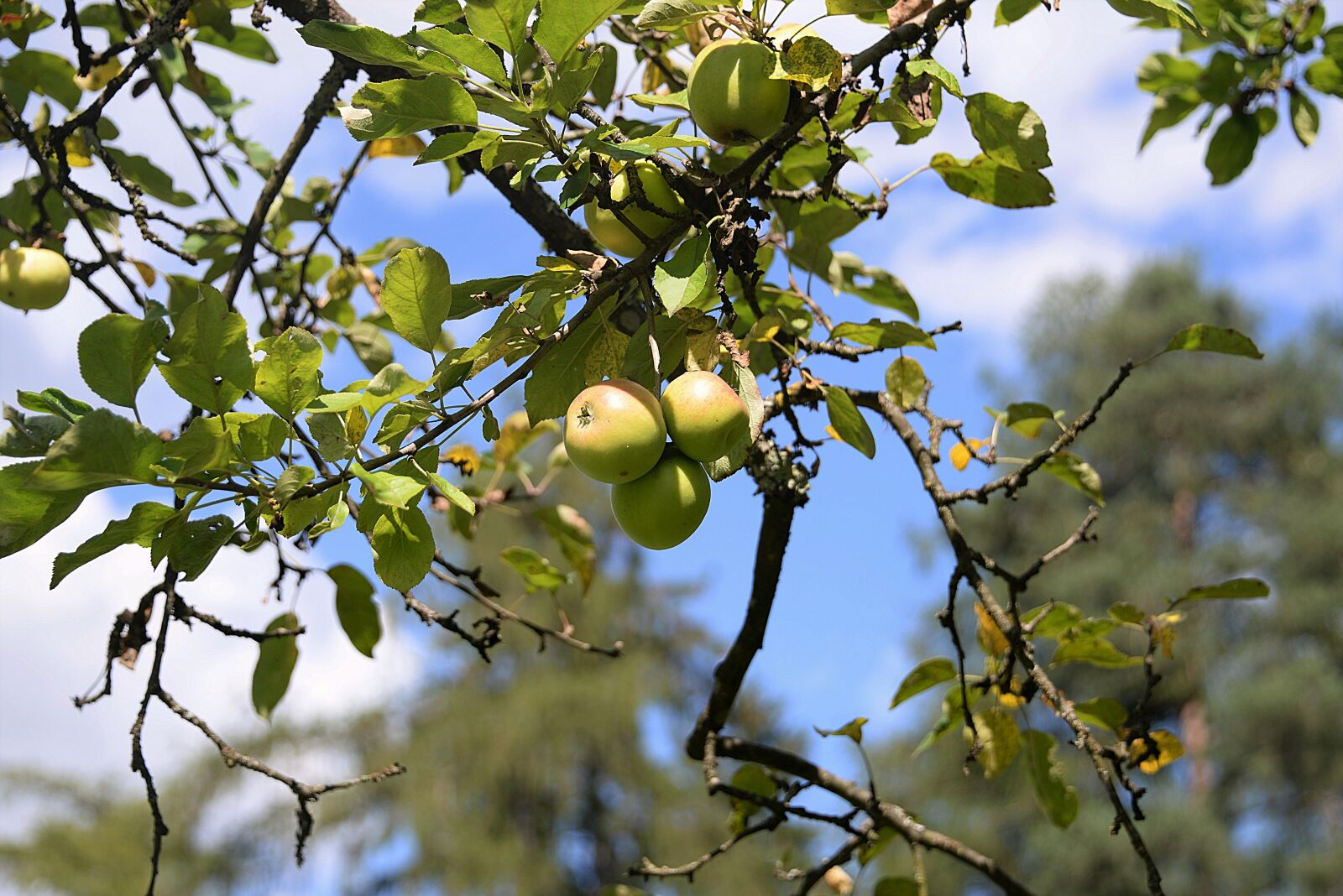 Nikon D610 sample photo. Apple, tree, branch photography