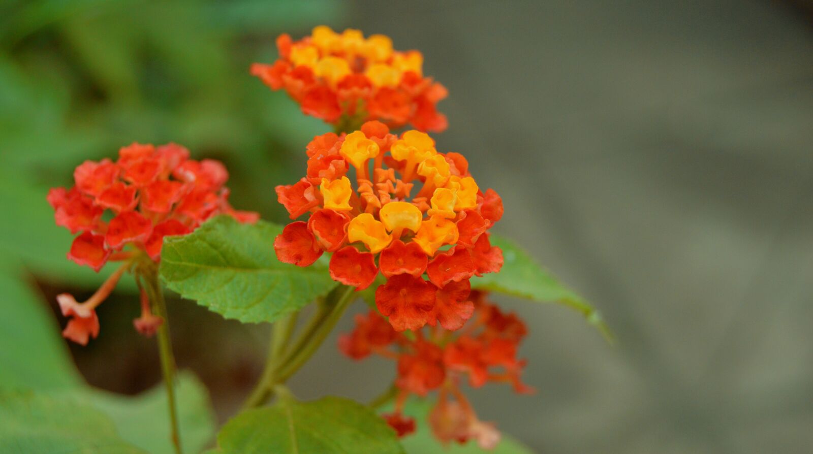 Nikon D3200 sample photo. Fleure, garden, yellow flowers photography