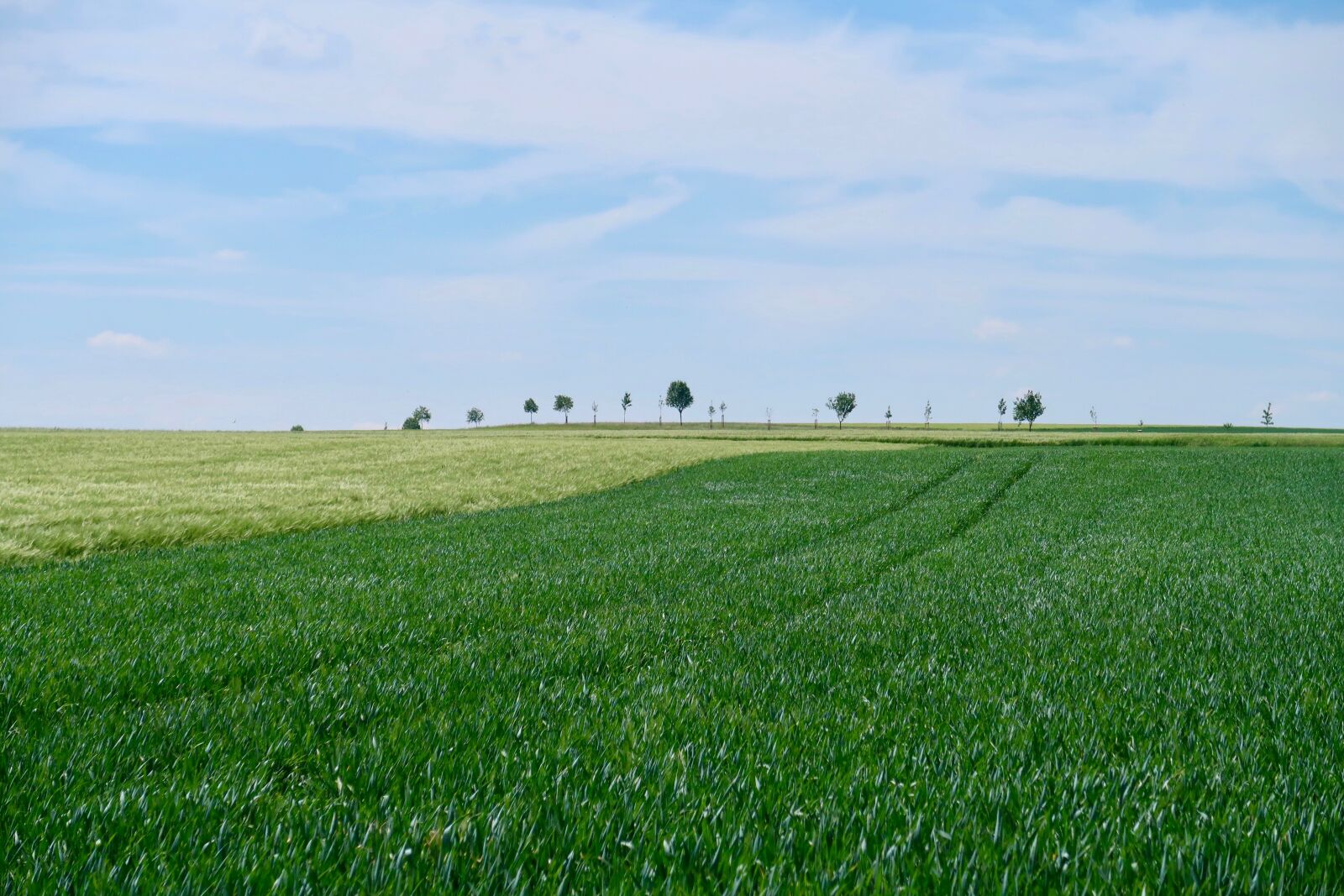 Canon PowerShot G7 X Mark II sample photo. Avenue, cornfield, trees photography