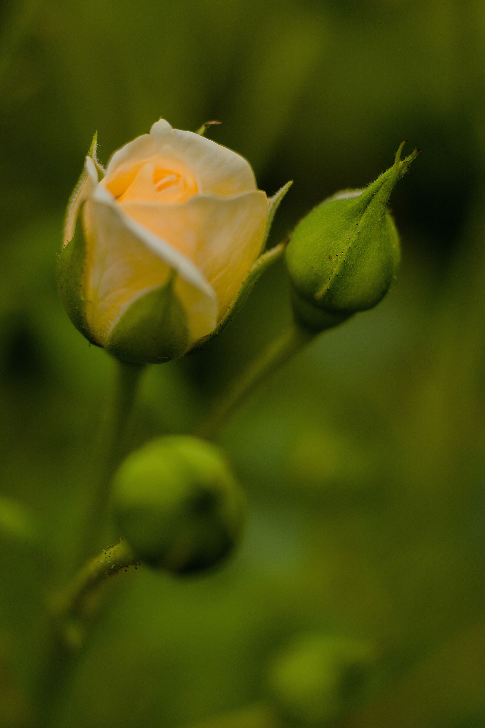Nikon D7200 sample photo. Flower, rose, blossom photography