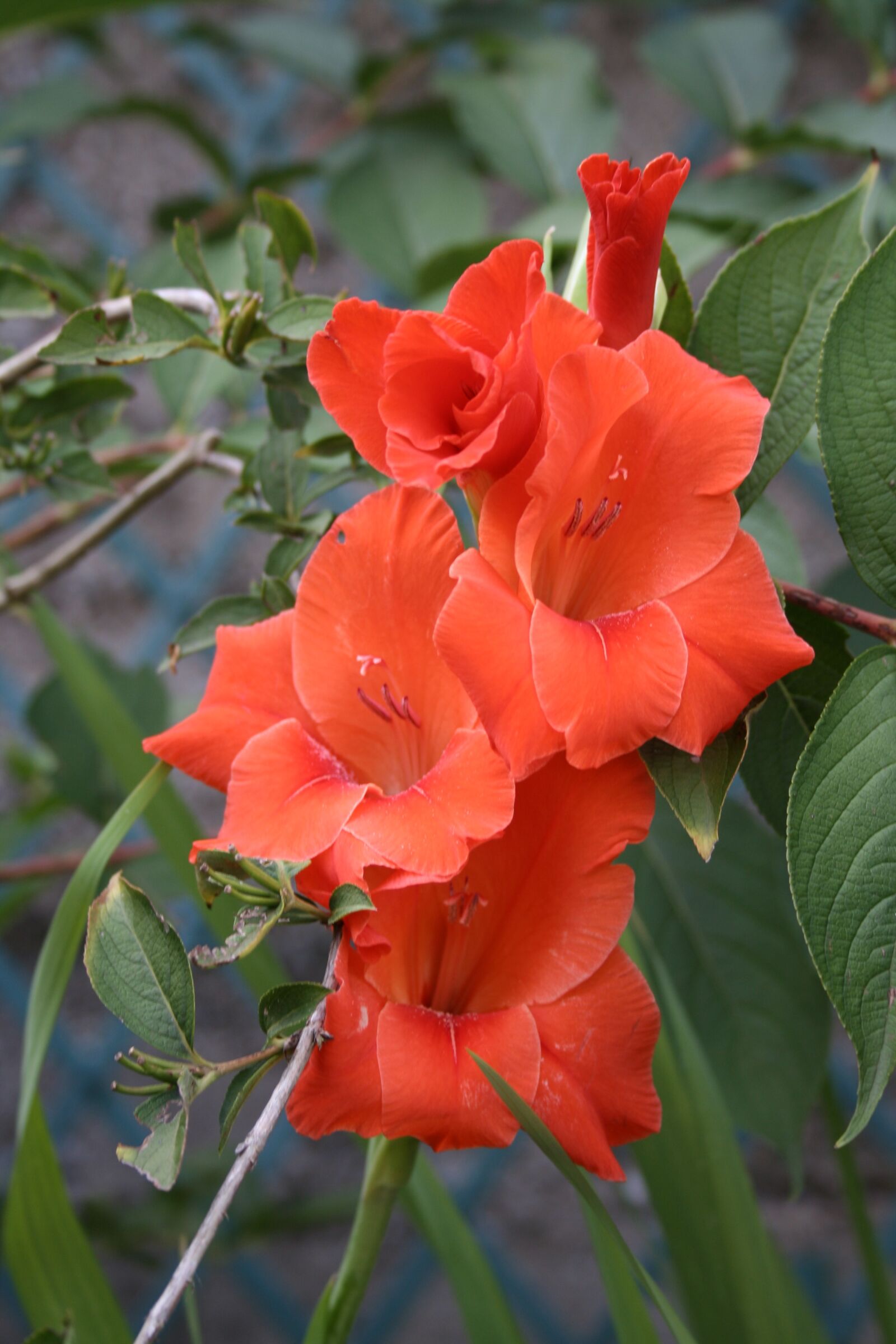 Canon EOS 350D (EOS Digital Rebel XT / EOS Kiss Digital N) sample photo. Flower, red, lily photography