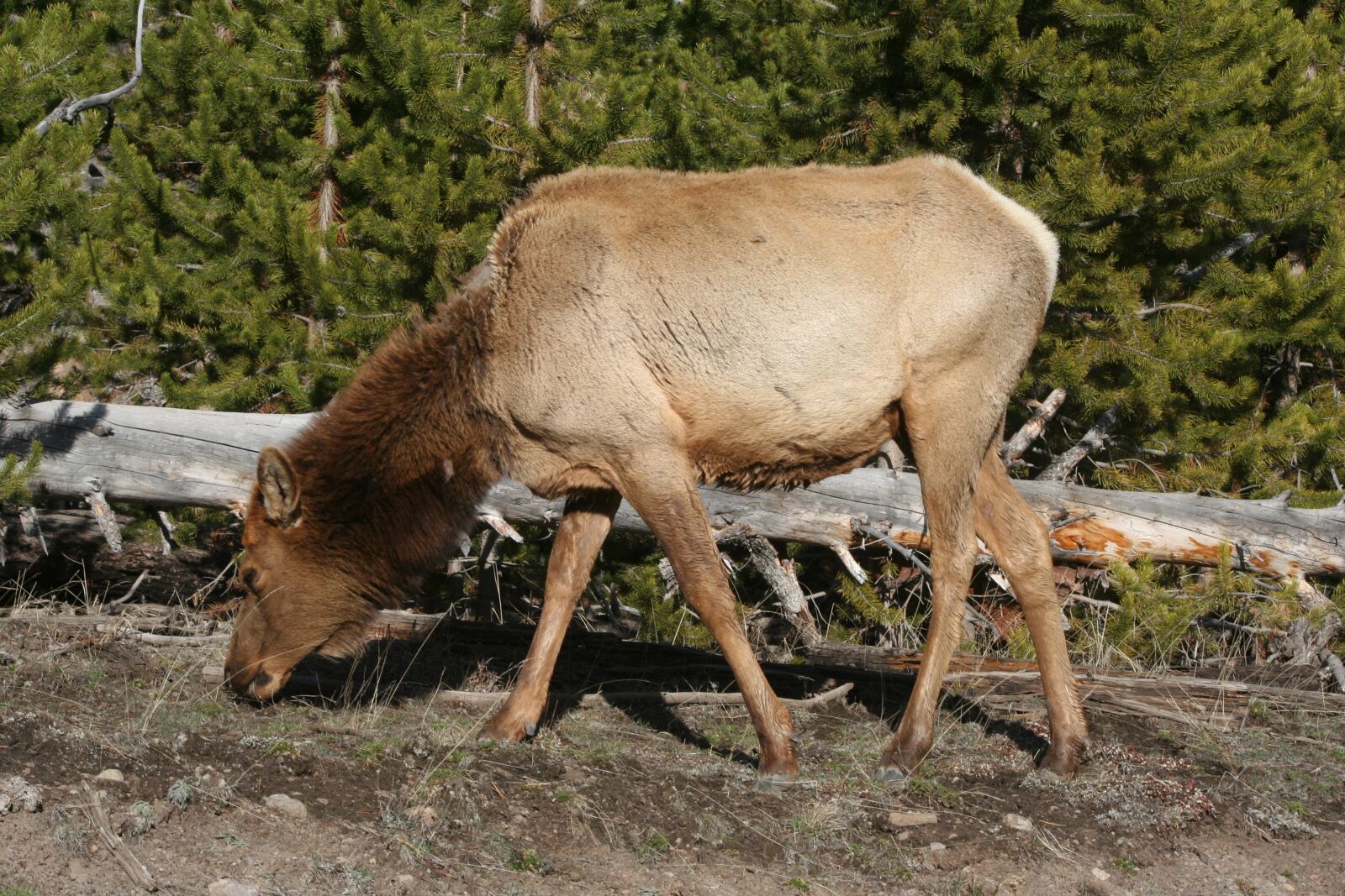 Canon EOS 350D (EOS Digital Rebel XT / EOS Kiss Digital N) sample photo. Elk, animal, mammal photography