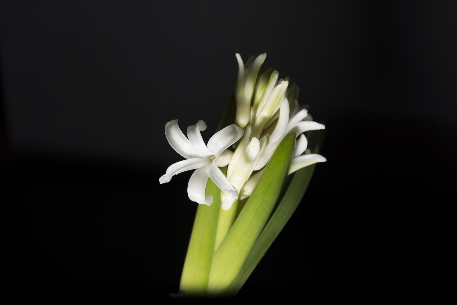 Nikon D7100 sample photo. Hyacinth, jacinto, white photography
