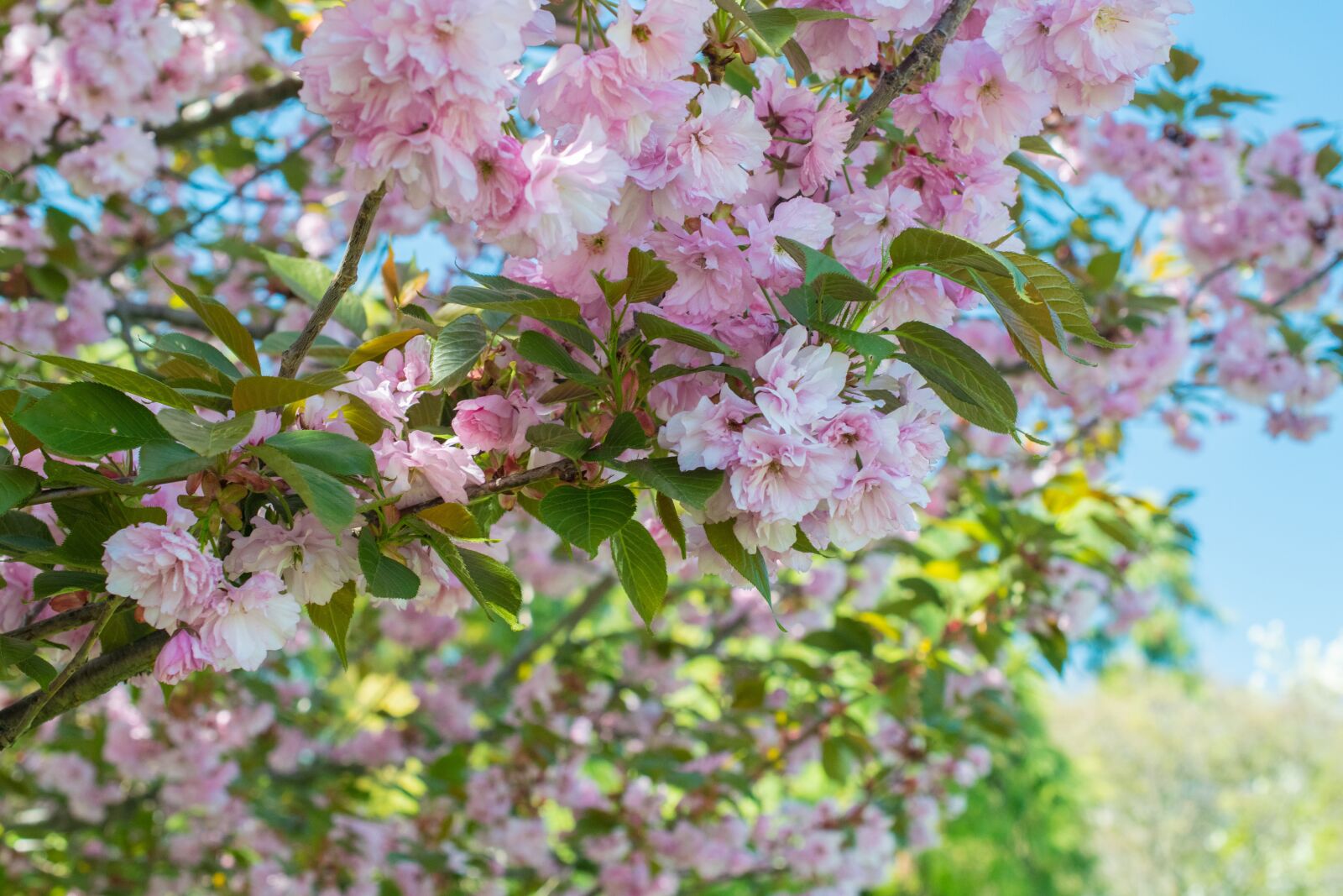 Nikon D5300 sample photo. Floral, spring, tree photography