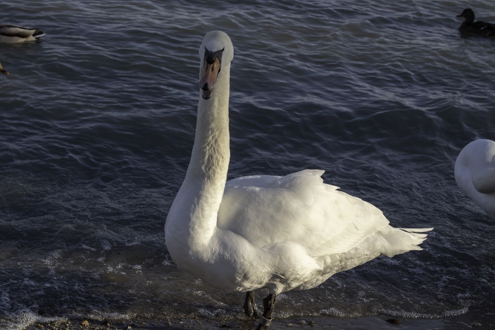 Canon EOS 1300D (EOS Rebel T6 / EOS Kiss X80) sample photo. Swan, cam, water bird photography