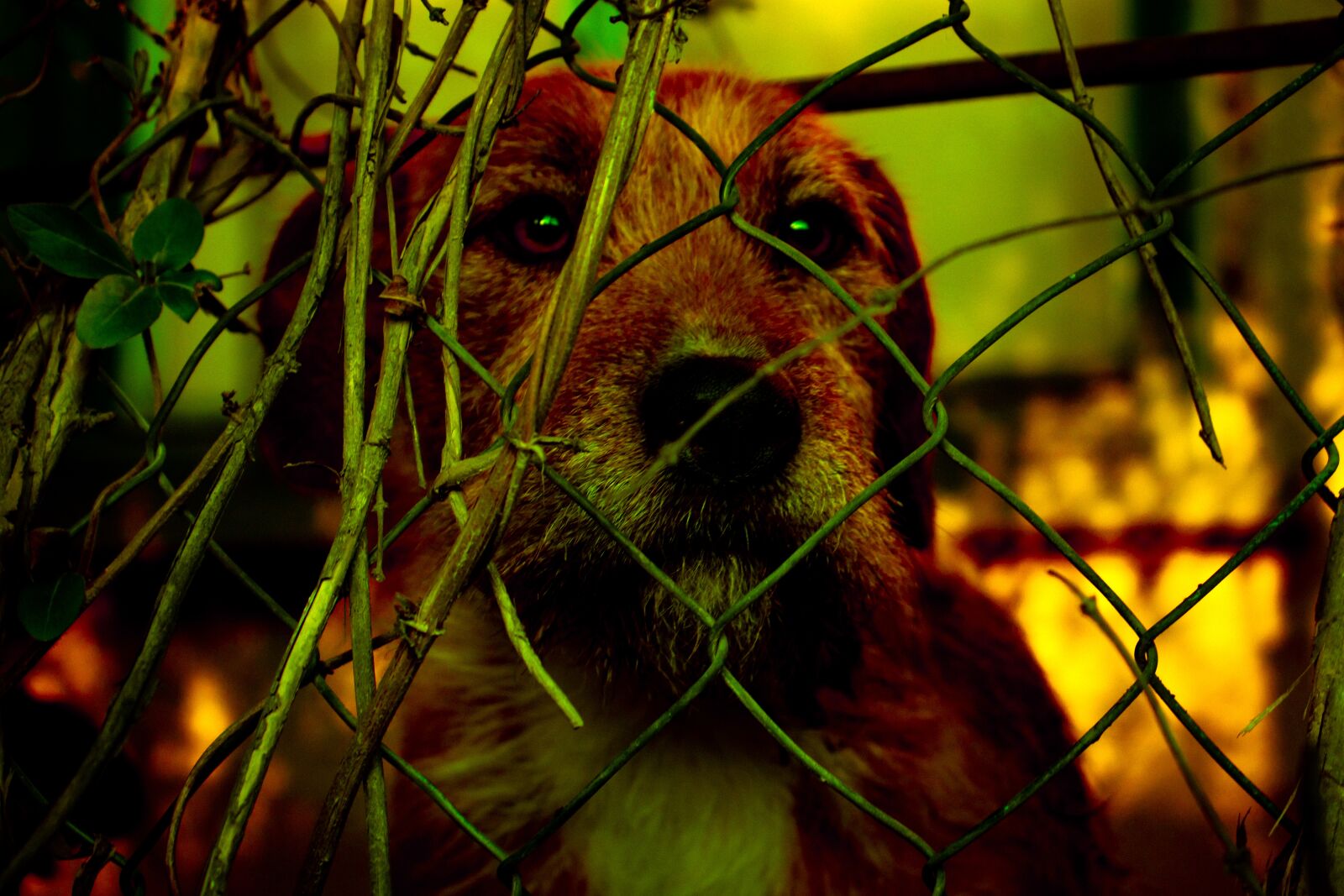 Canon EOS 200D (EOS Rebel SL2 / EOS Kiss X9) sample photo. Dog, cage, animal photography