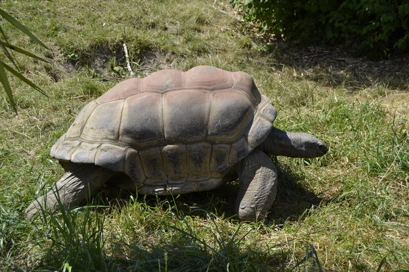 Nikon D3100 sample photo. Turtle, animal, zoo photography