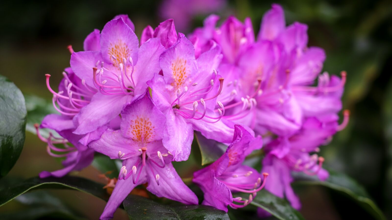Canon EOS 77D (EOS 9000D / EOS 770D) sample photo. Rhododendron, pink, flower photography