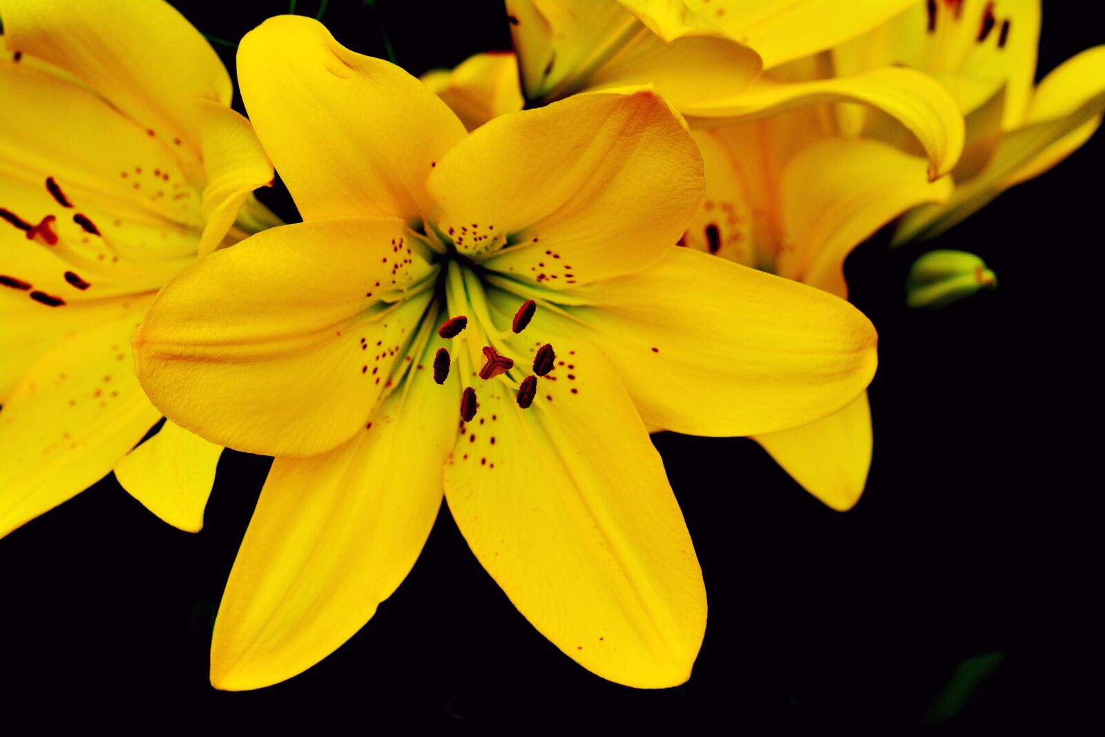 Nikon D5200 sample photo. Lily, yellow lily, lilium photography