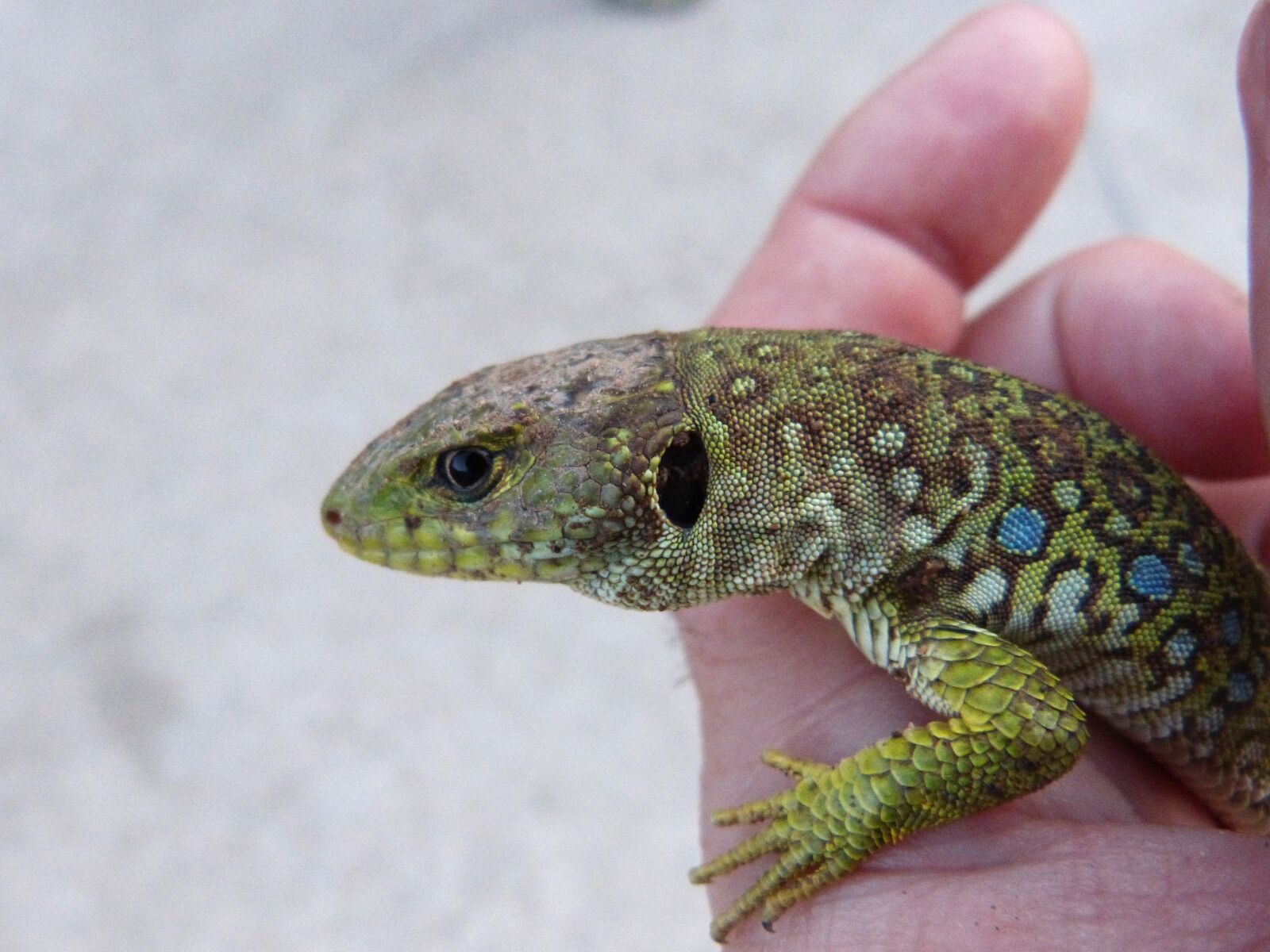 Panasonic DMC-FZ62 sample photo. Lizard, ocellated lizard, quad photography