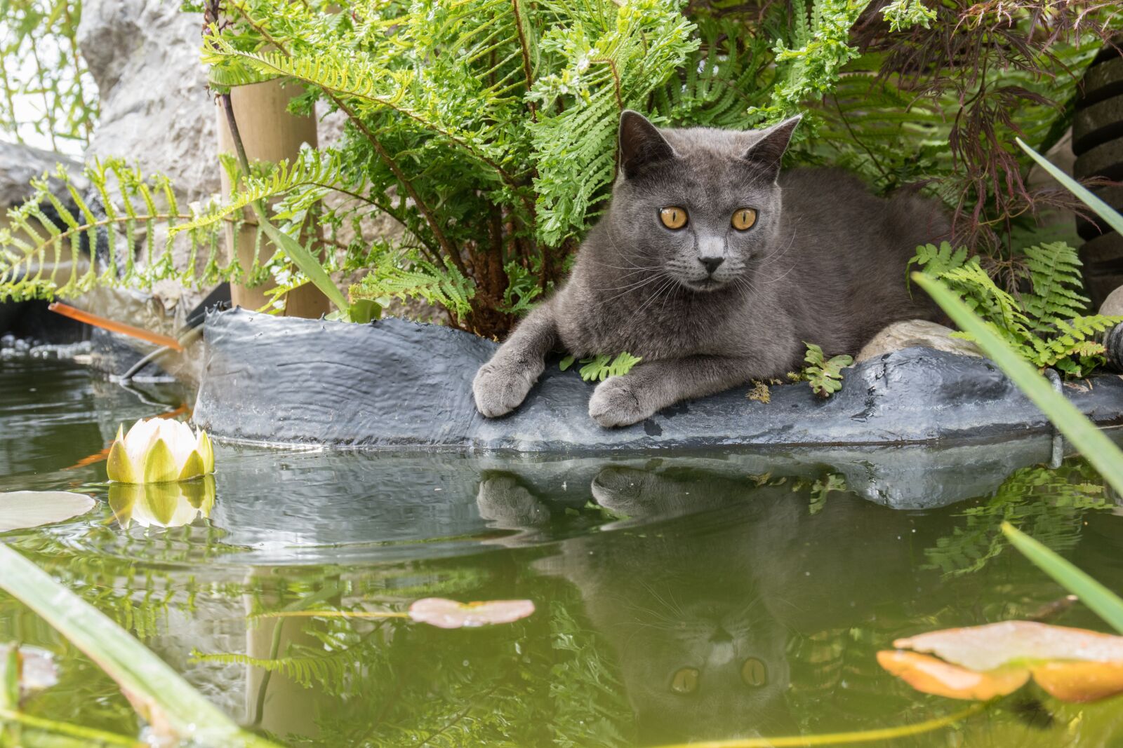 Nikon D5500 sample photo. Cat, carthusian, pets photography