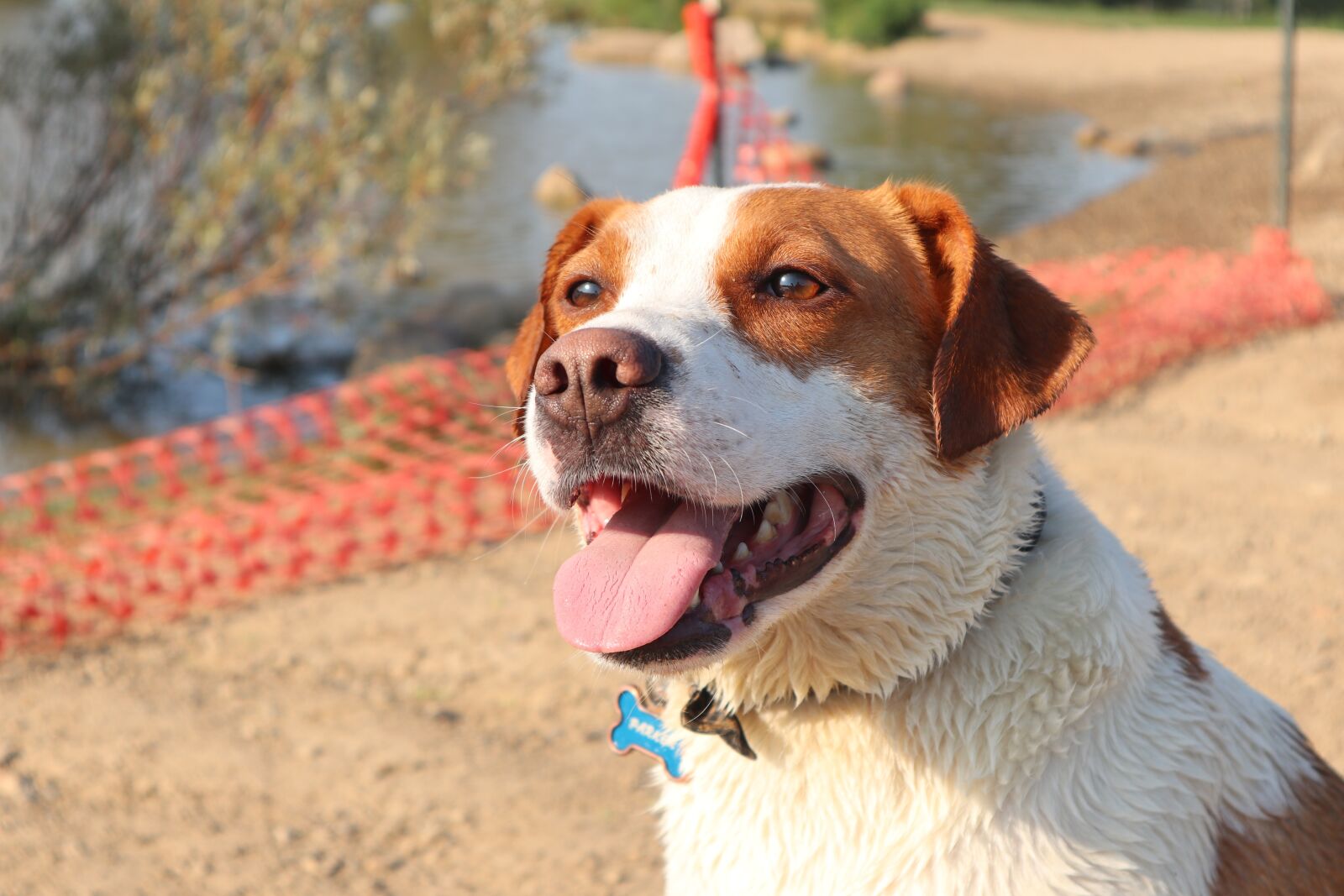 Canon EOS M6 sample photo. Dog, dog tongue, pet photography