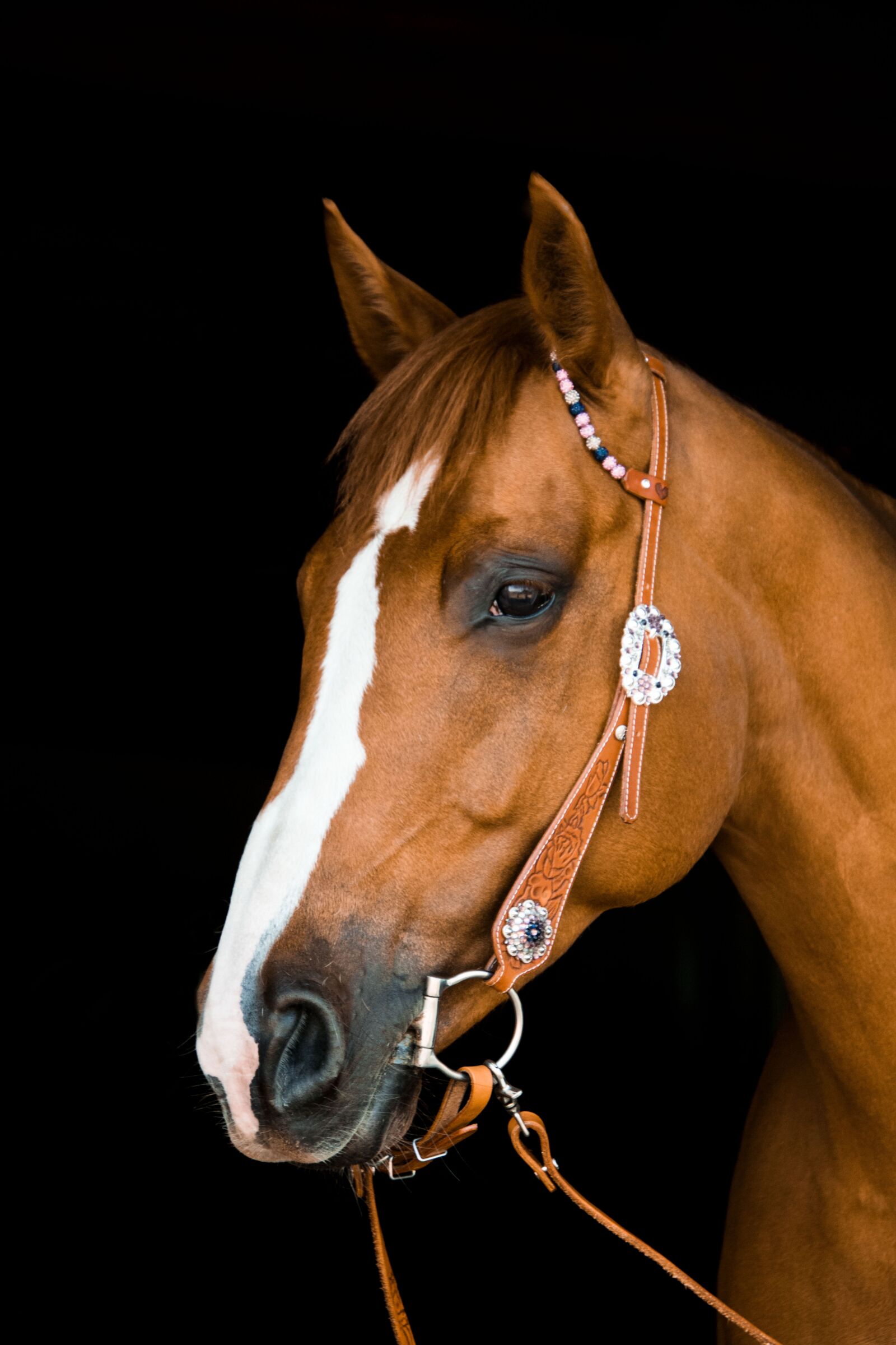 Nikon D3300 sample photo. Quarter horse, horse, western photography