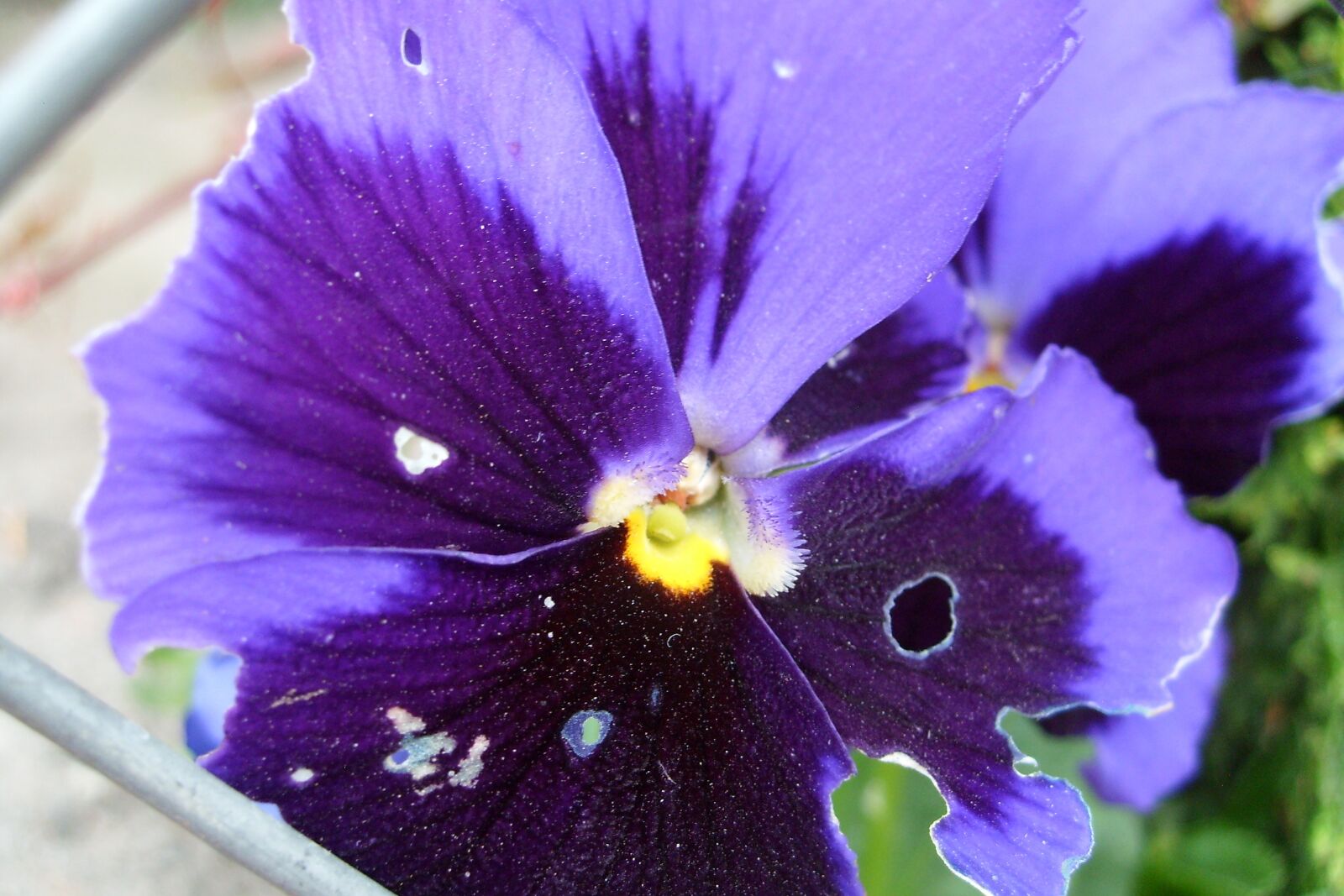 Samsung KENOX S730  / Samsung S730 sample photo. Pansy, flower, violet photography