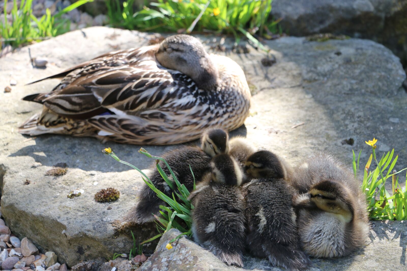 Canon EOS 70D sample photo. Ducklings, england, cotswolds photography