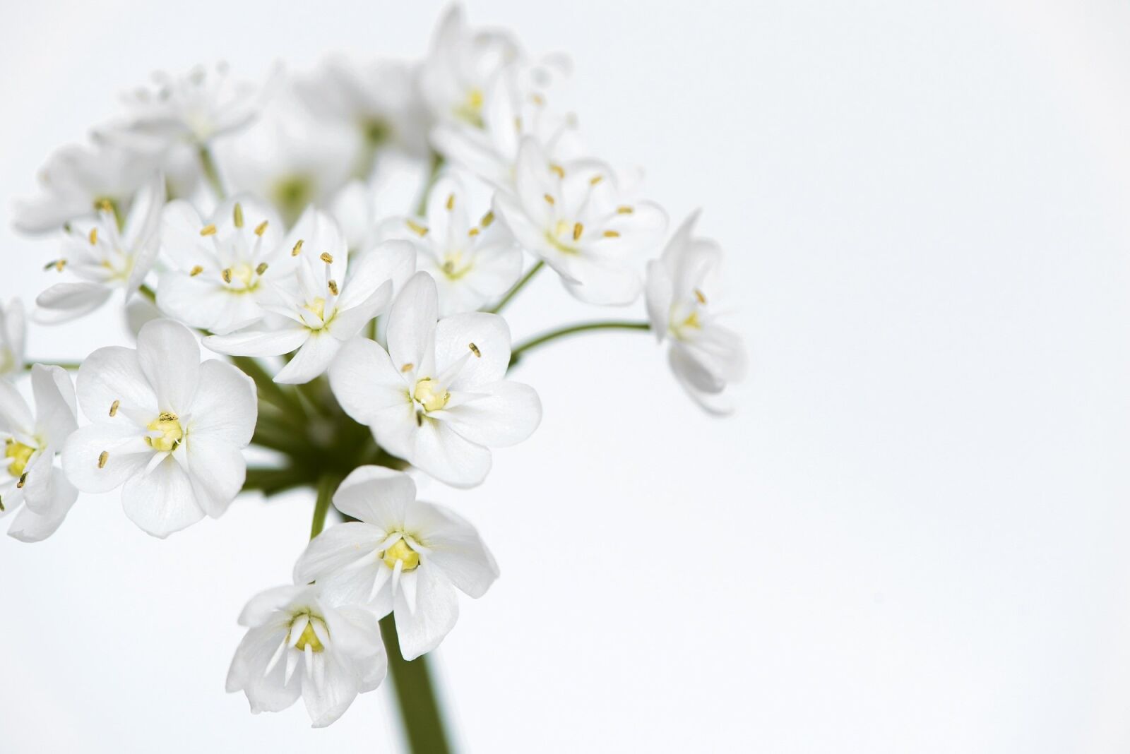 Nikon D750 sample photo. Flower, flowers, white photography