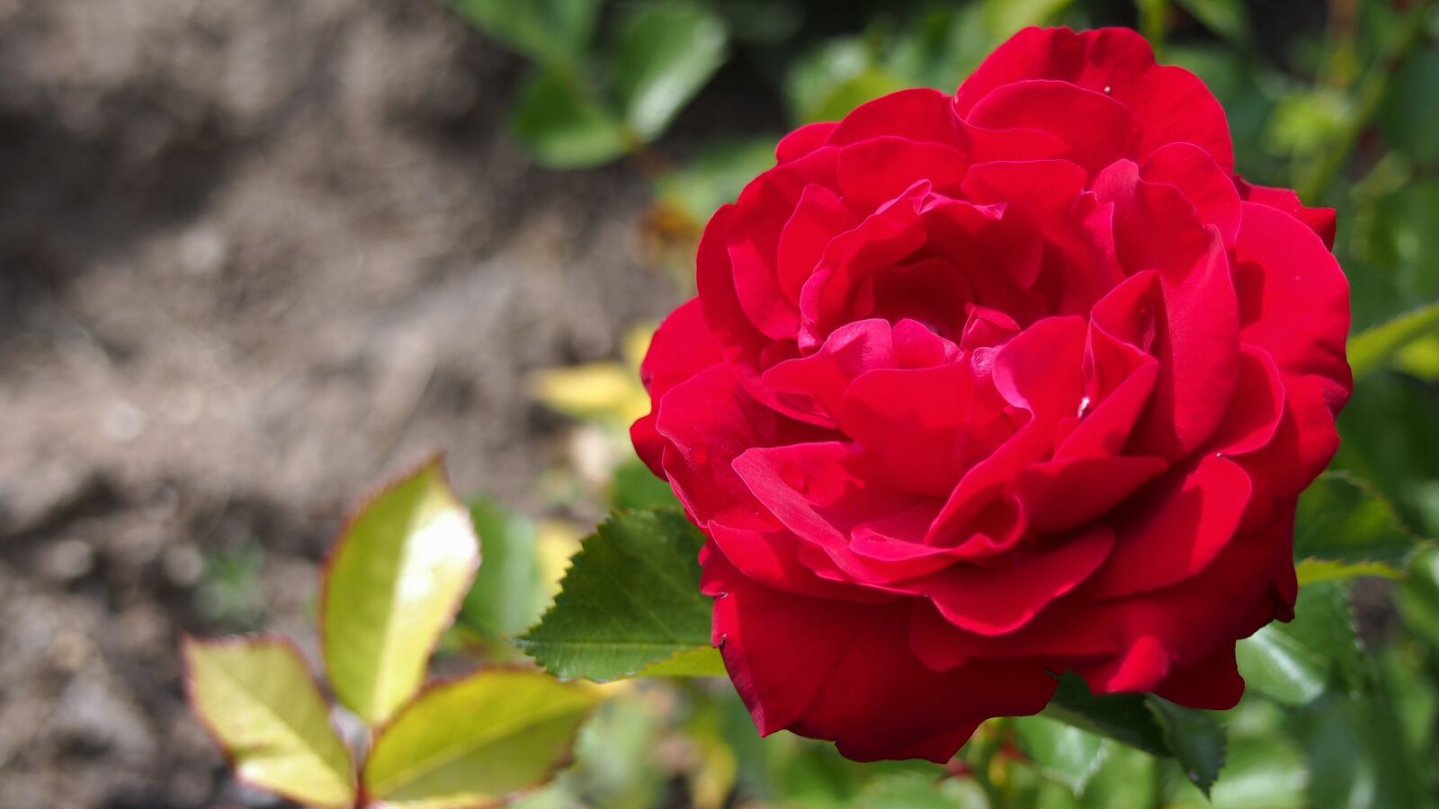 Olympus PEN E-PL6 sample photo. Red rose, flower, blooms photography