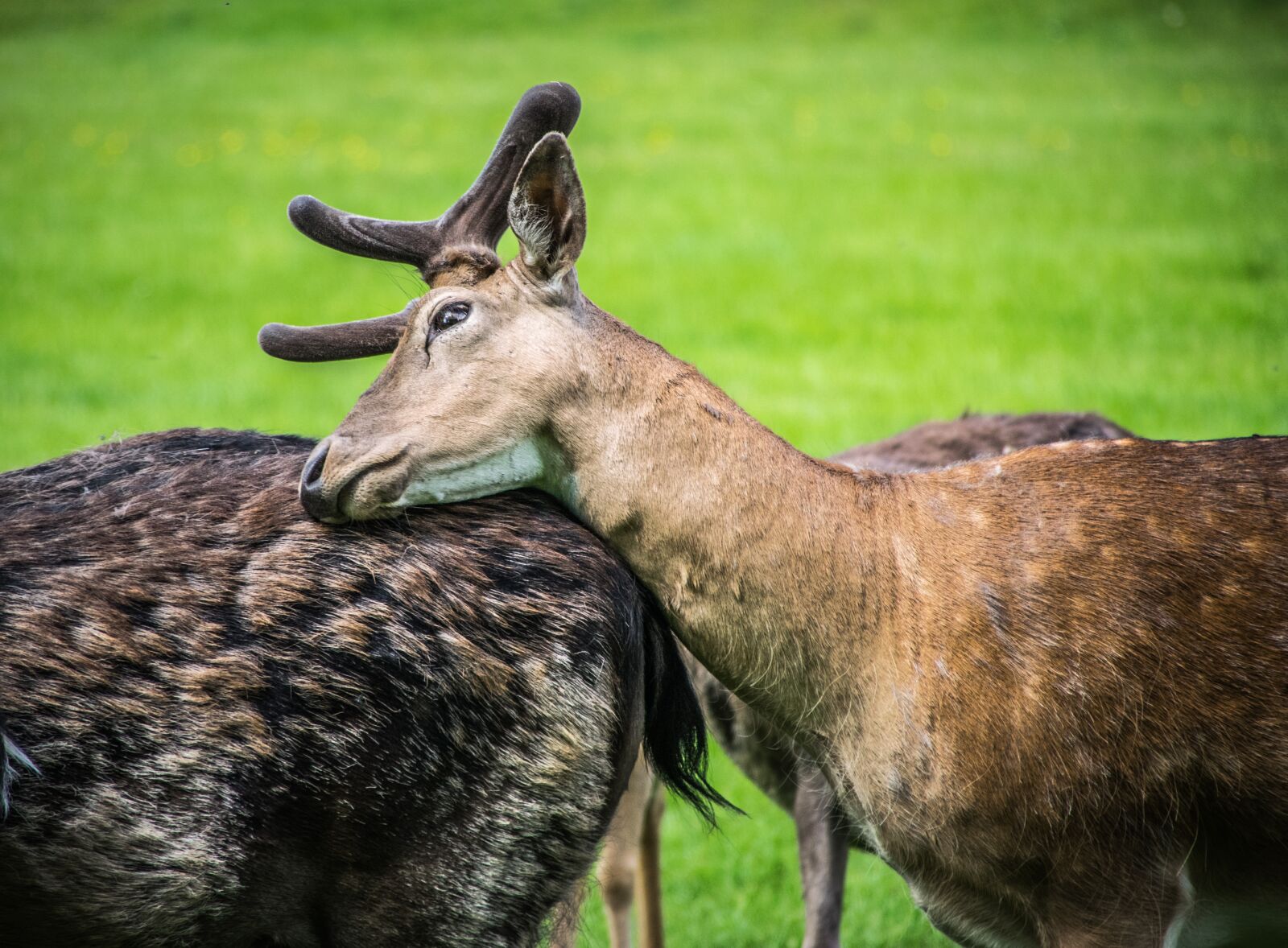 Nikon D5300 sample photo. Fallow deer, fauna, animal photography