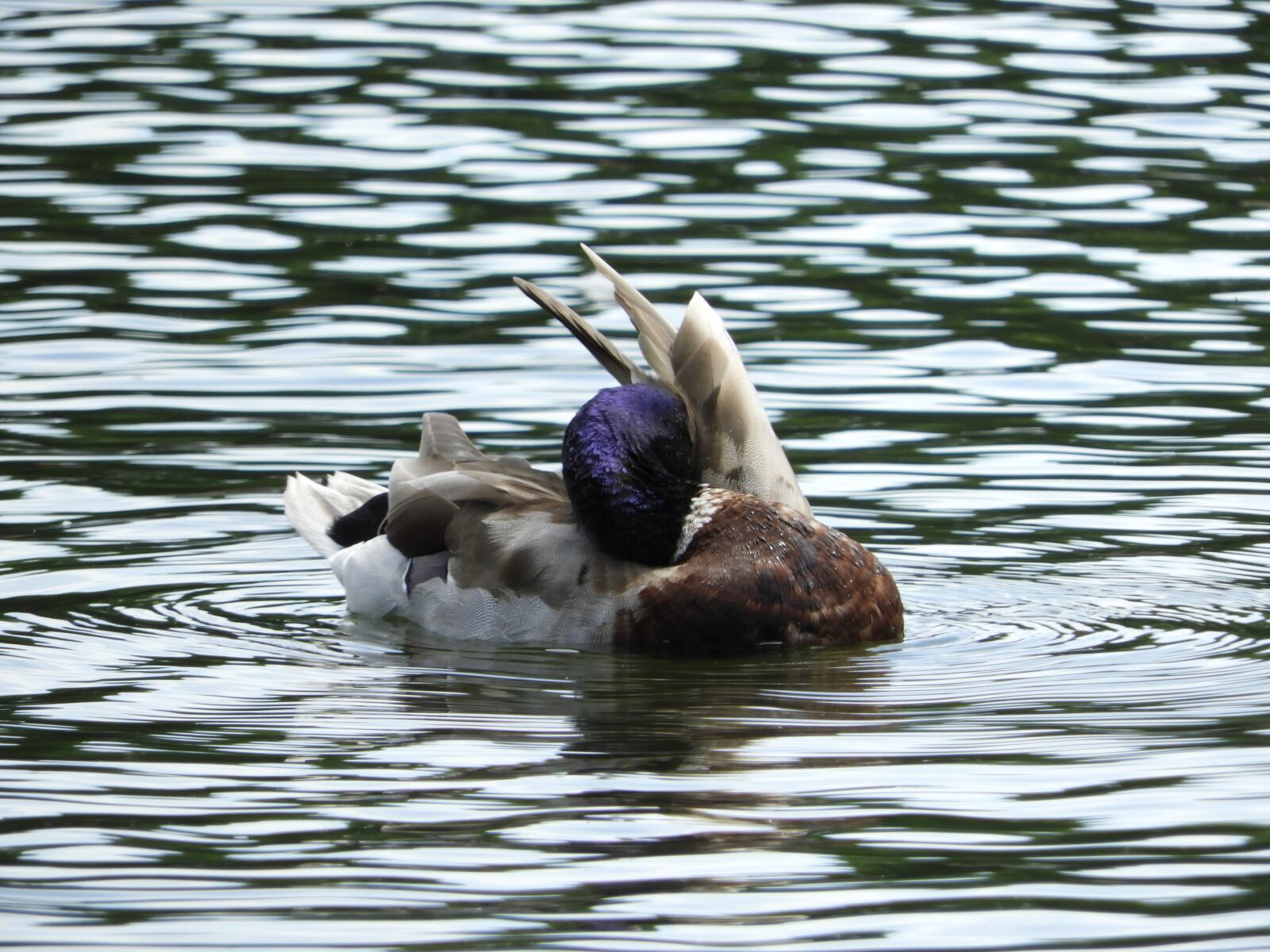 Nikon Coolpix B700 sample photo. Waterfowl, duck bird, aquatic photography