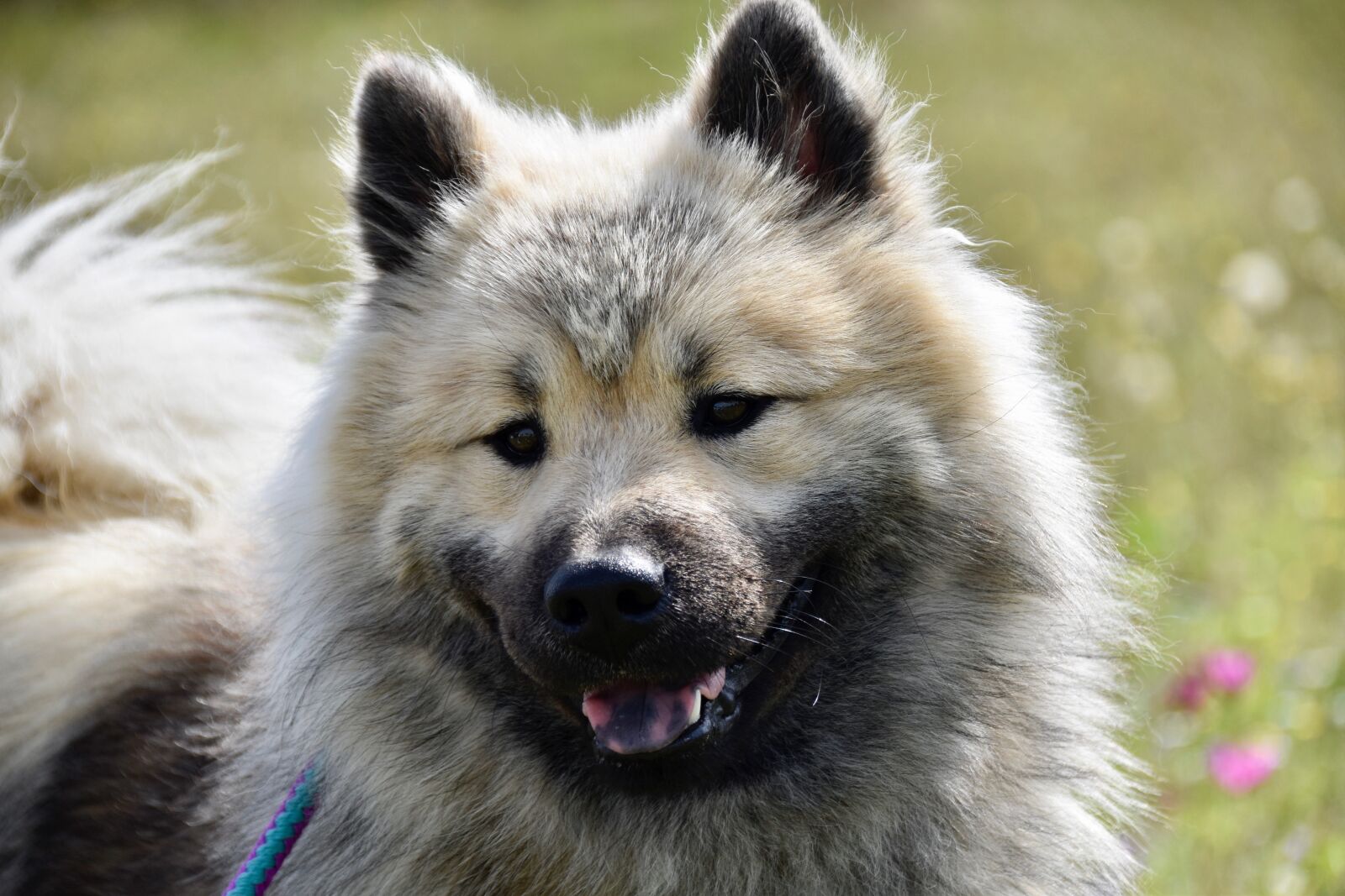 Nikon D5600 sample photo. Dog, dog eurasier, dog photography
