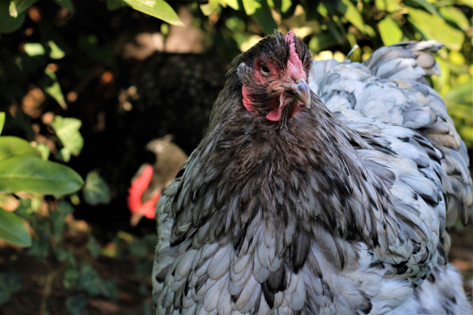 Canon EOS 2000D (EOS Rebel T7 / EOS Kiss X90 / EOS 1500D) sample photo. Chicken, hen, poultry photography