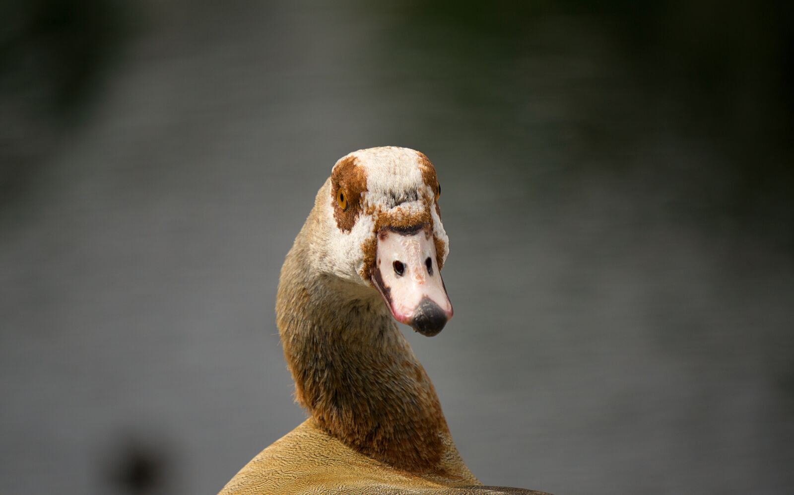 Sony E 55-210mm F4.5-6.3 OSS sample photo. Animal, nature, cute photography
