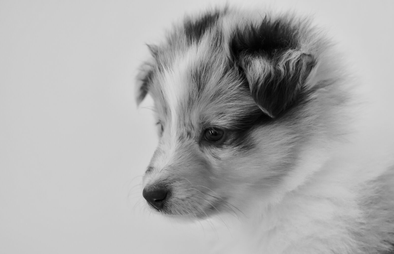 Nikon D5600 sample photo. Puppy, bitch, young bitch photography