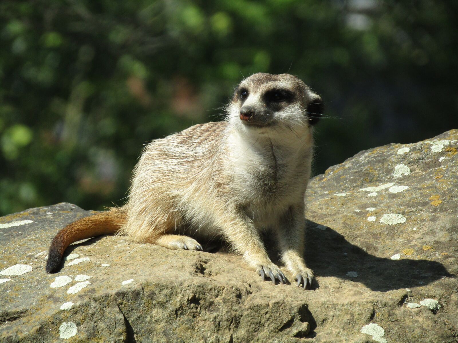 Canon PowerShot SX410 IS sample photo. Meerkat, zoo, mammal photography