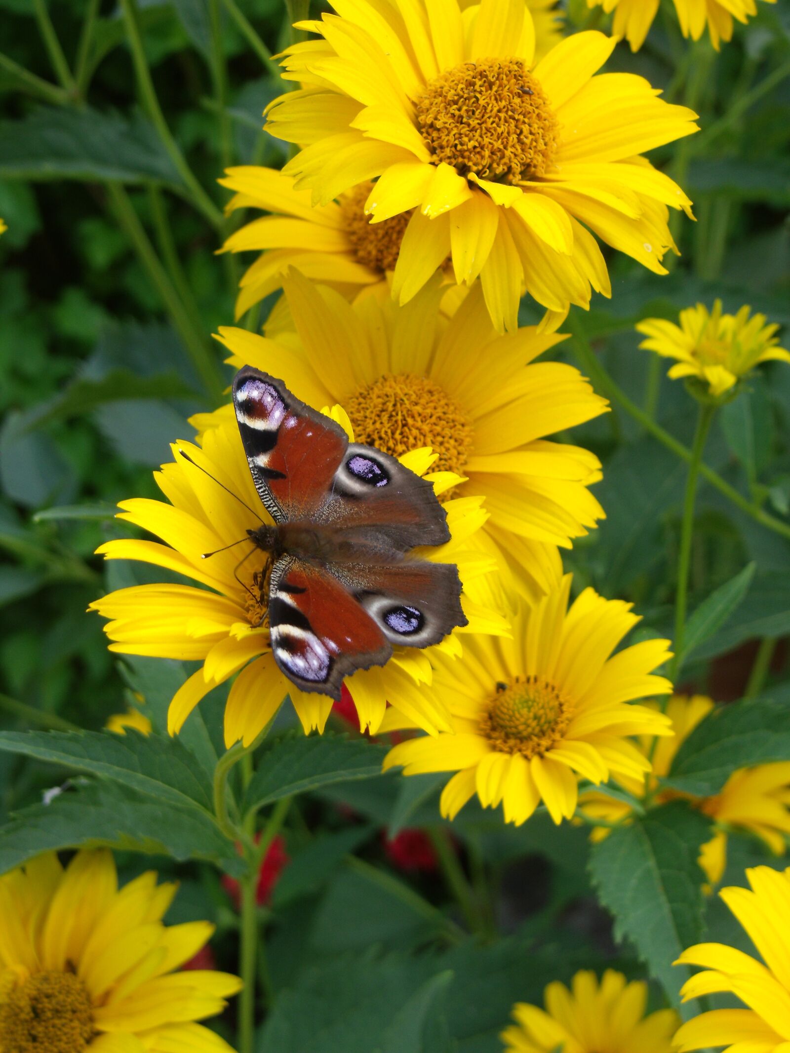 Fujifilm FinePix J120 sample photo. Butterfly, sonchus oleraceus, garden photography