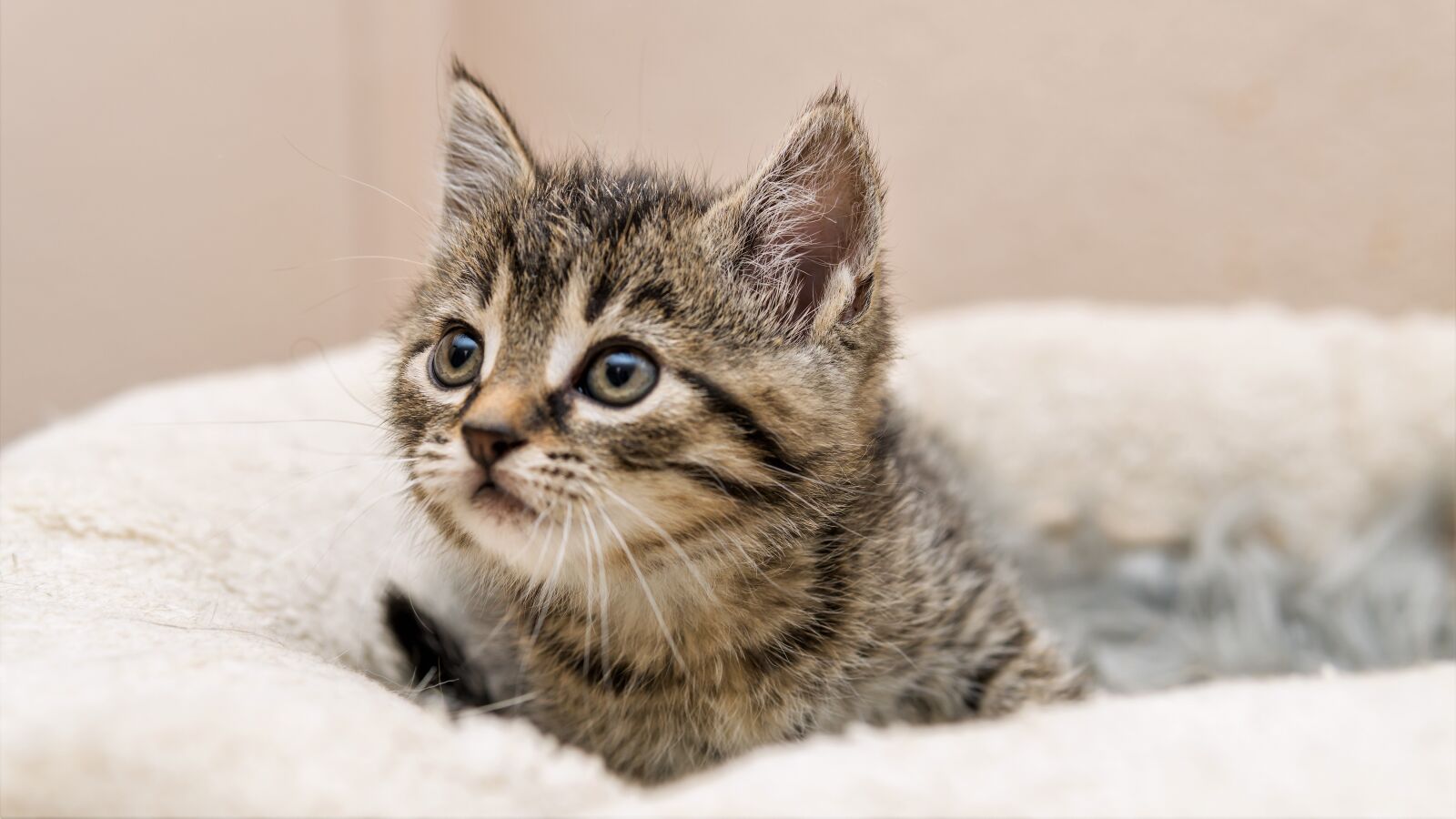 30mm F1.4 DC DN | Contemporary 016 sample photo. Kitten, cat baby, small photography