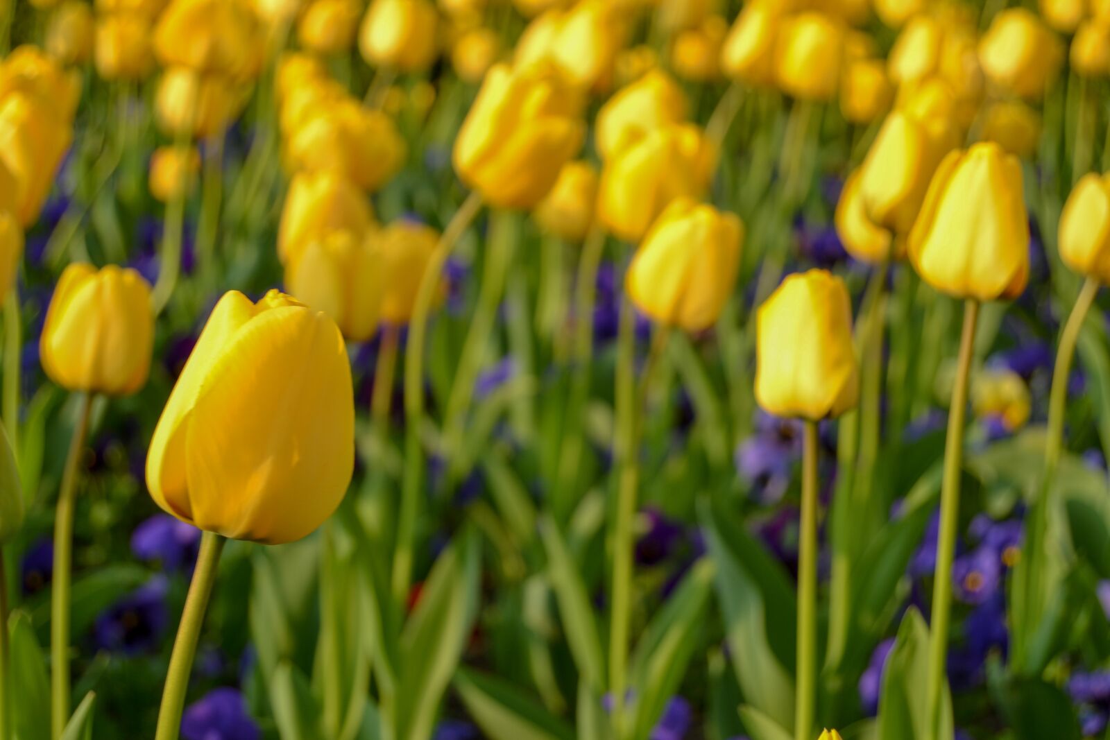 Nikon D3100 sample photo. Yellow tulips, tulips, yellow photography