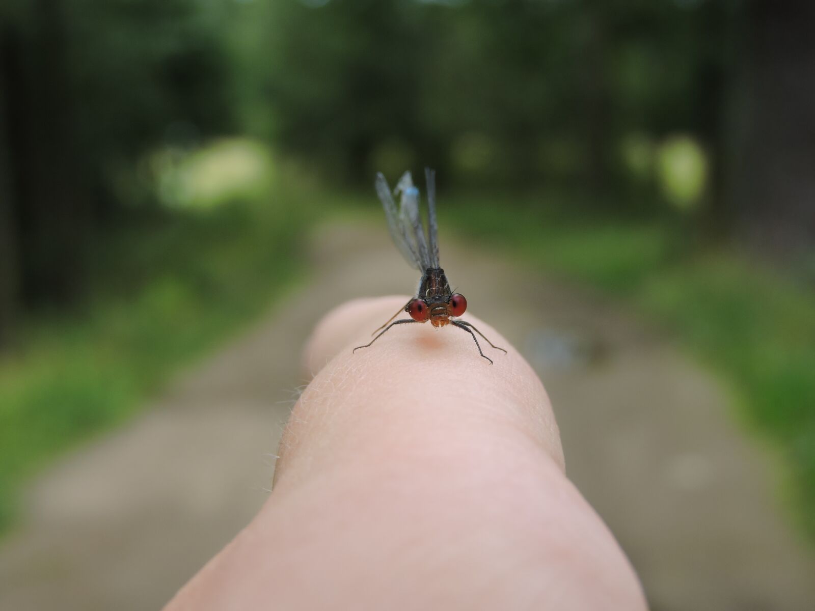 Nikon Coolpix P600 sample photo. Dragonfly, nature, insect photography