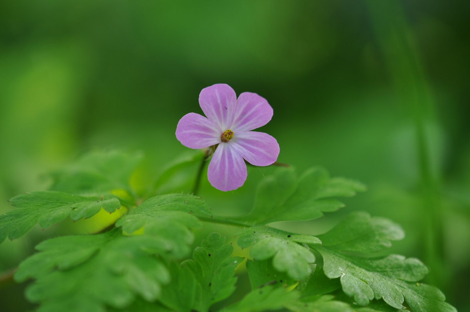 Nikon D5000 sample photo. Pink, flower, stork's photography