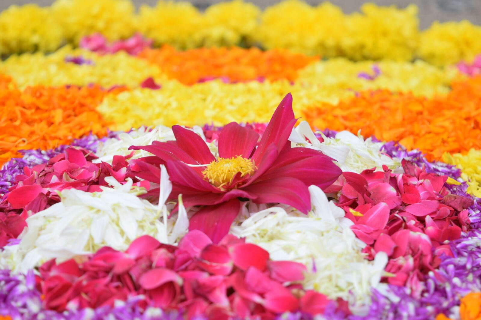 Nikon D3300 sample photo. Onam, kerala, festival photography